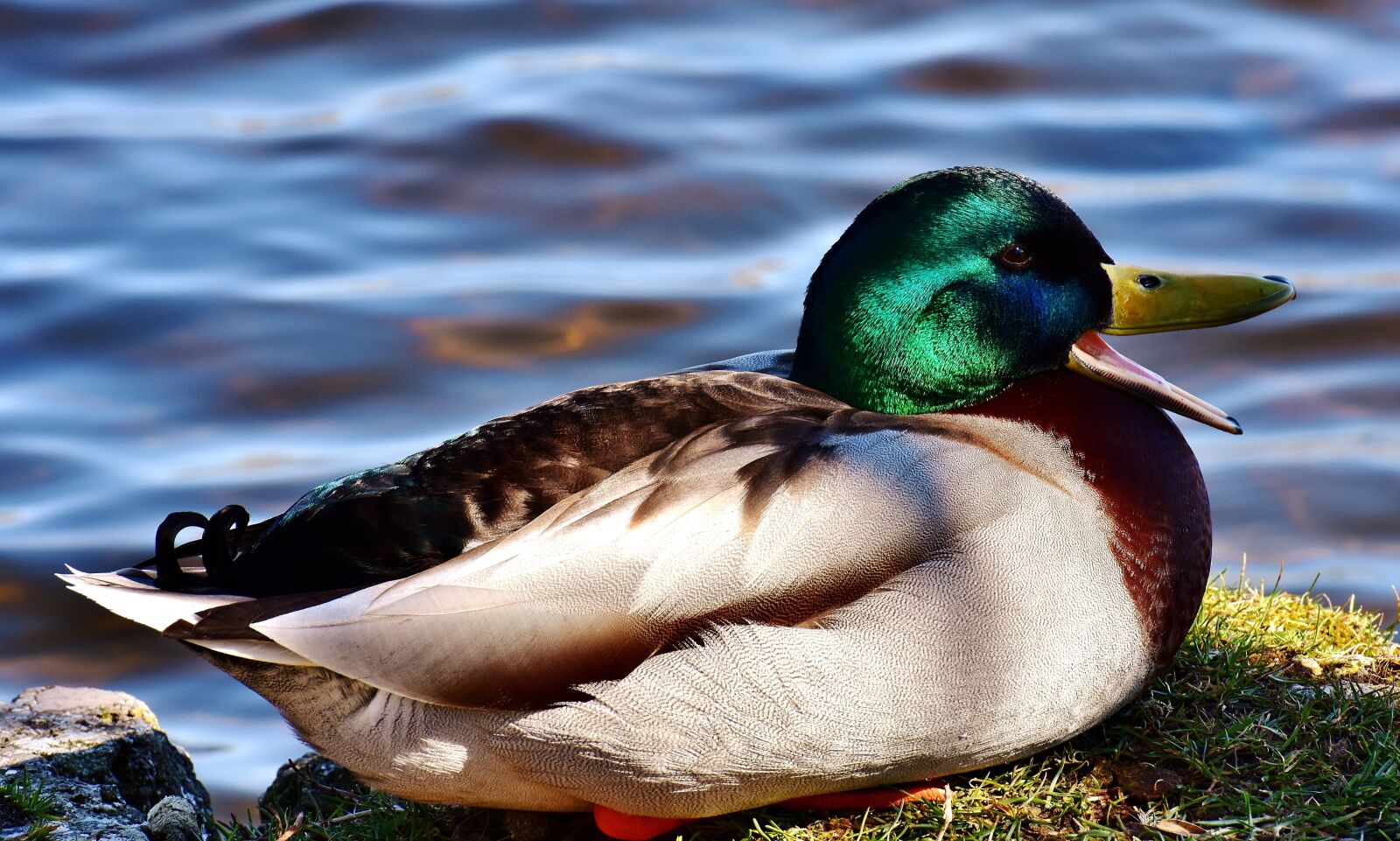 Nikon D7200 sample photo. Mallard, drake, water bird photography
