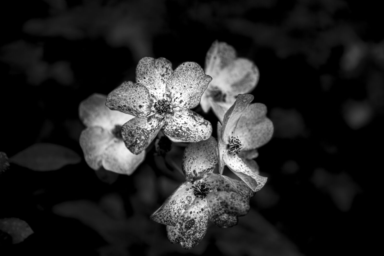 Canon 24-70mm F2.8 DG OS HSM | Art 017 sample photo. Flower, natural, nature photography