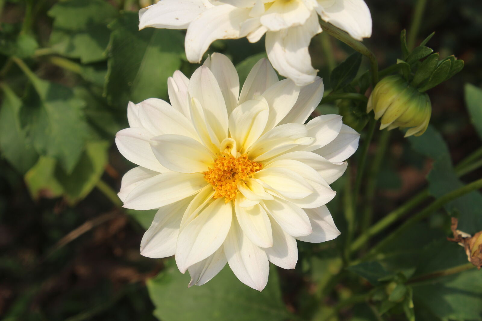 Canon EOS 600D (Rebel EOS T3i / EOS Kiss X5) sample photo. Flower, white photography