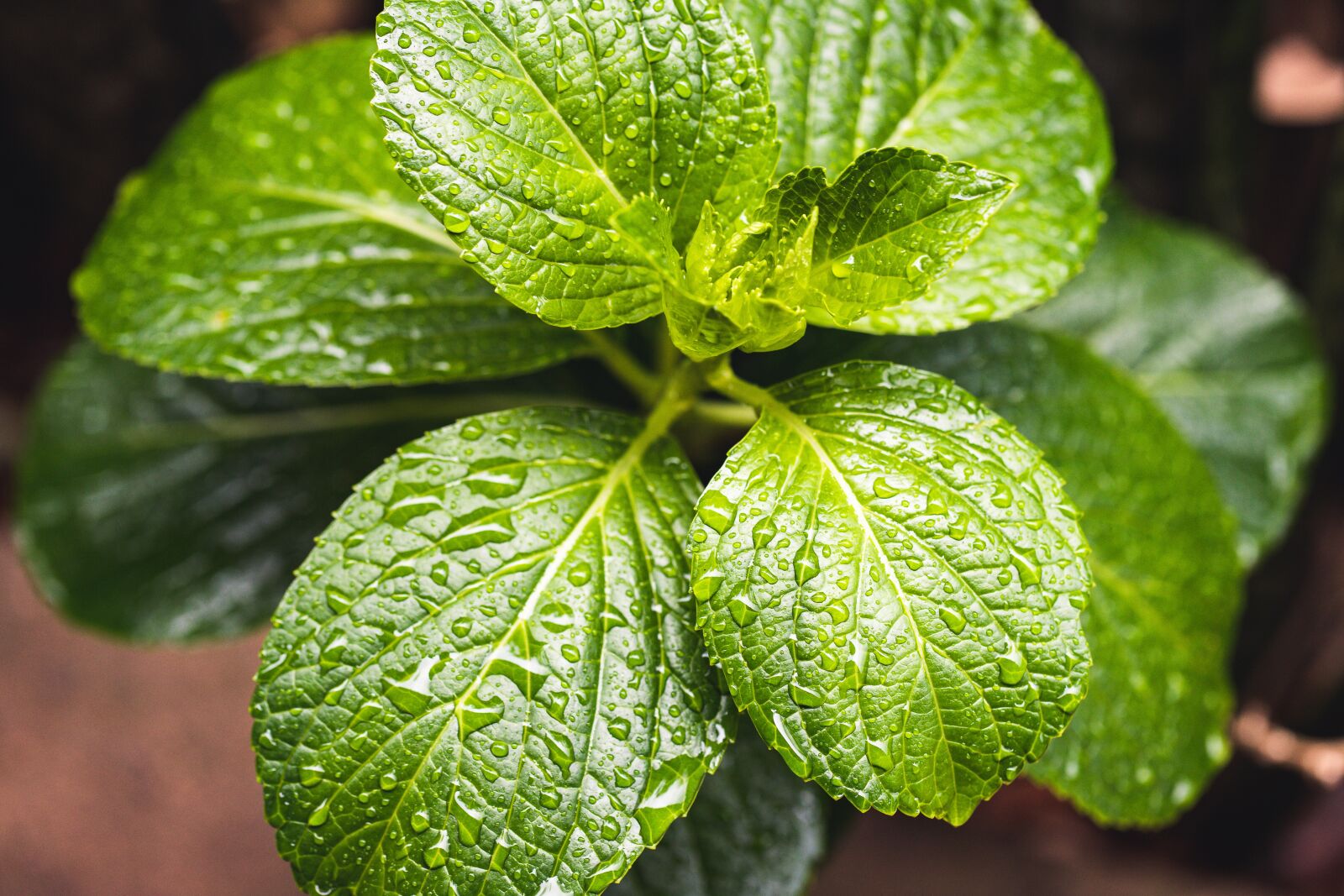 Canon EF 100mm F2.8L Macro IS USM sample photo. Plant, dew, nature photography