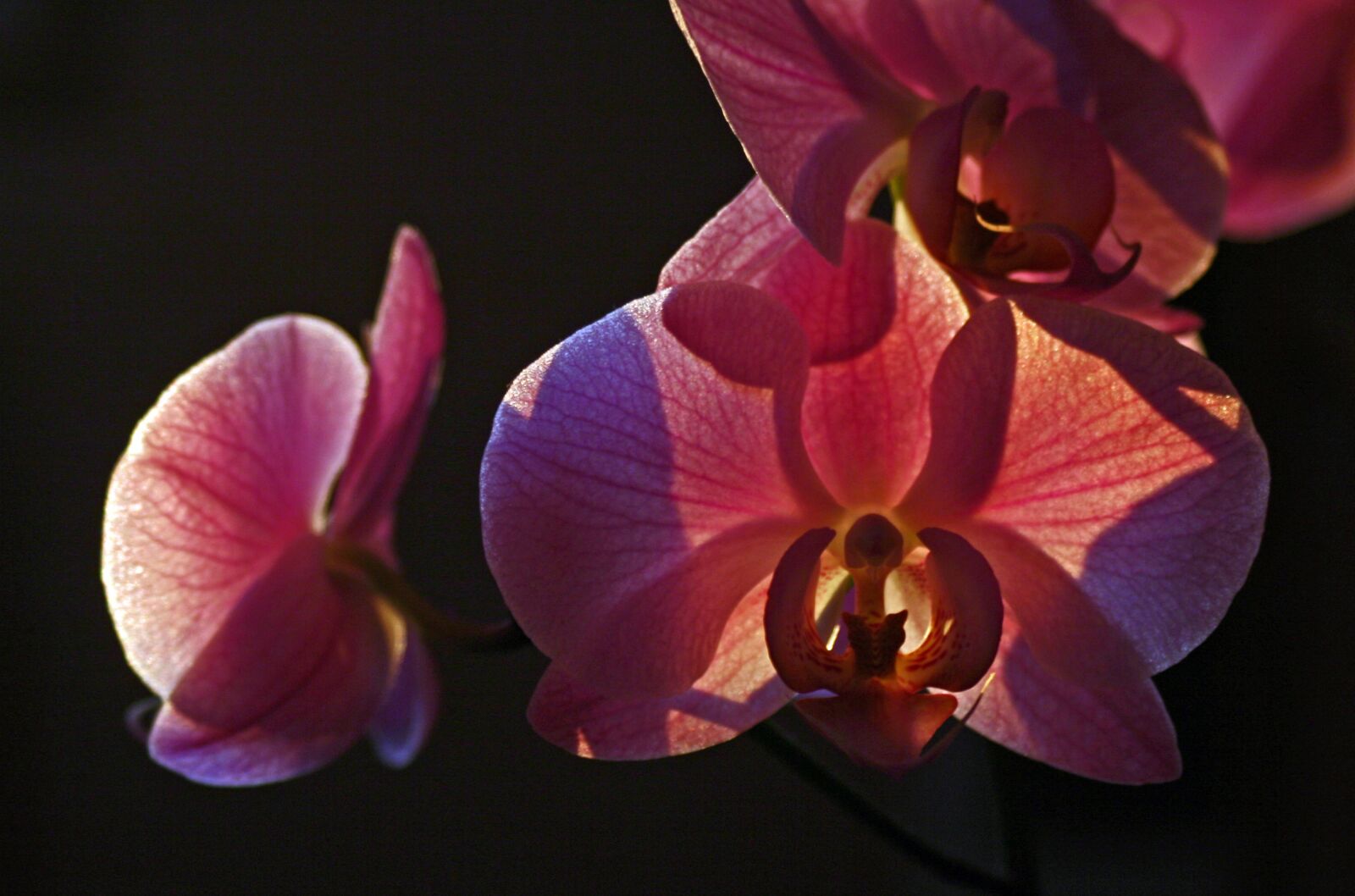 Canon EOS 350D (EOS Digital Rebel XT / EOS Kiss Digital N) sample photo. Orchid, pink, against the photography