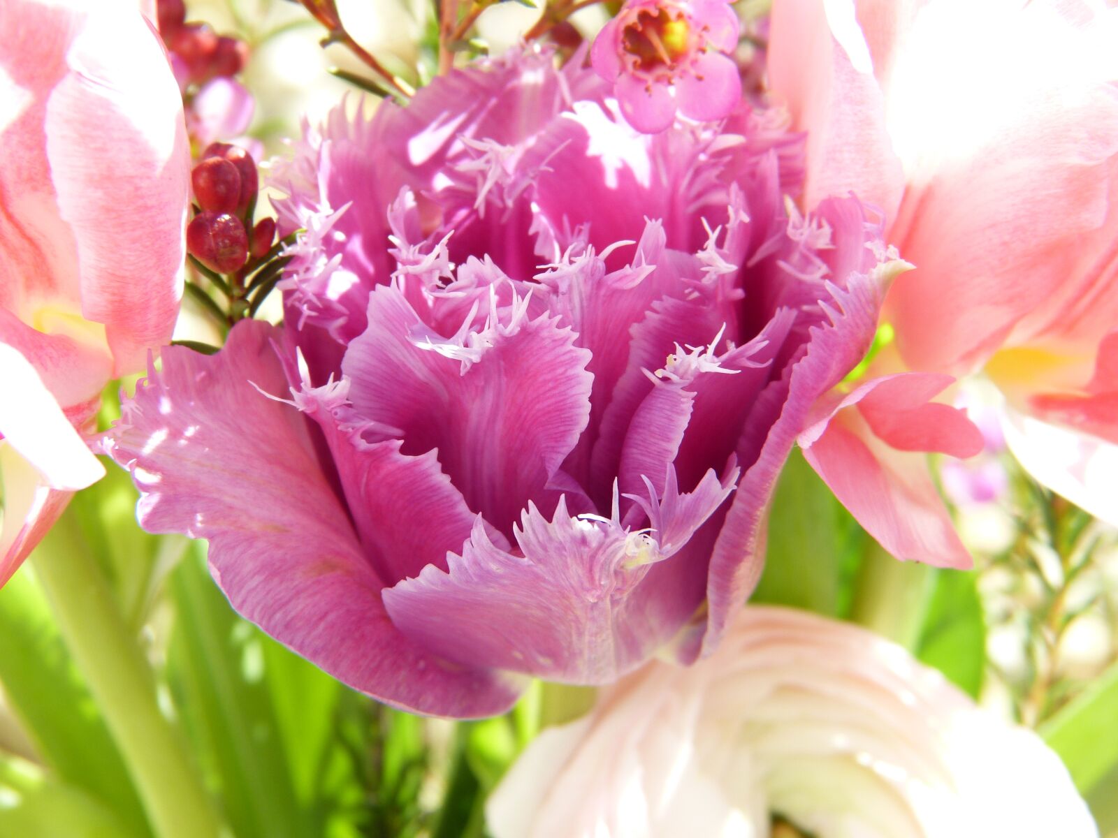 Panasonic Lumix DMC-FZ150 sample photo. Tulips, flowers, pink photography