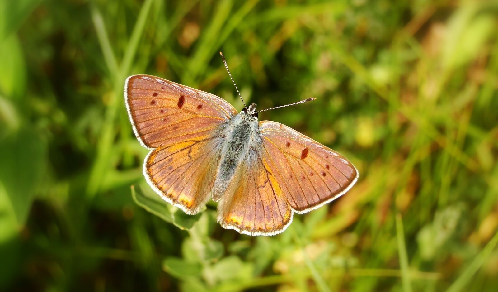 Sony Cyber-shot DSC-HX1 sample photo. Butterfly day, insect, nature photography