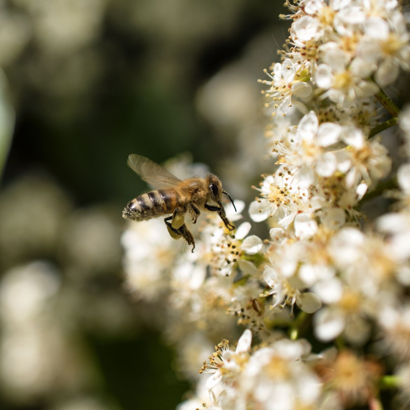 Nikon D5600 sample photo. Bee, flower, forage photography
