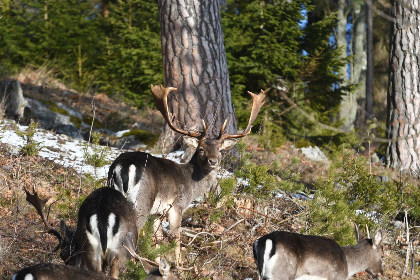 Nikon D7500 sample photo. Nature, wood, deer photography