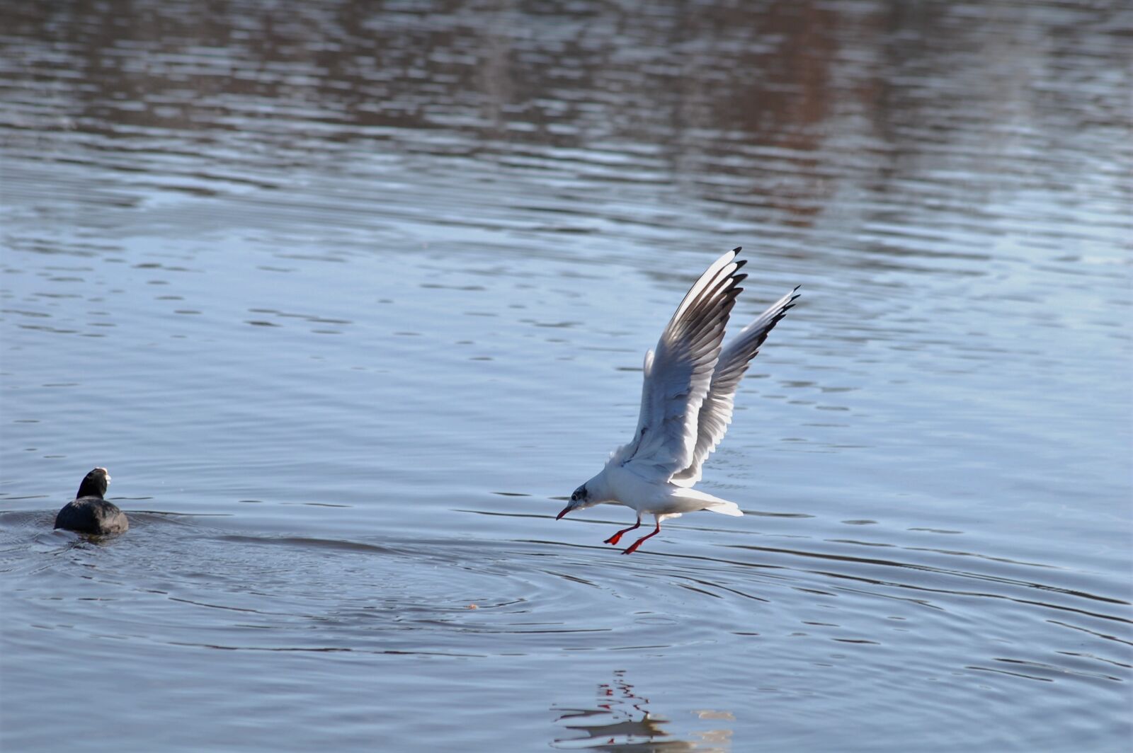 Nikon D40 sample photo. Lake, bird, nature photography