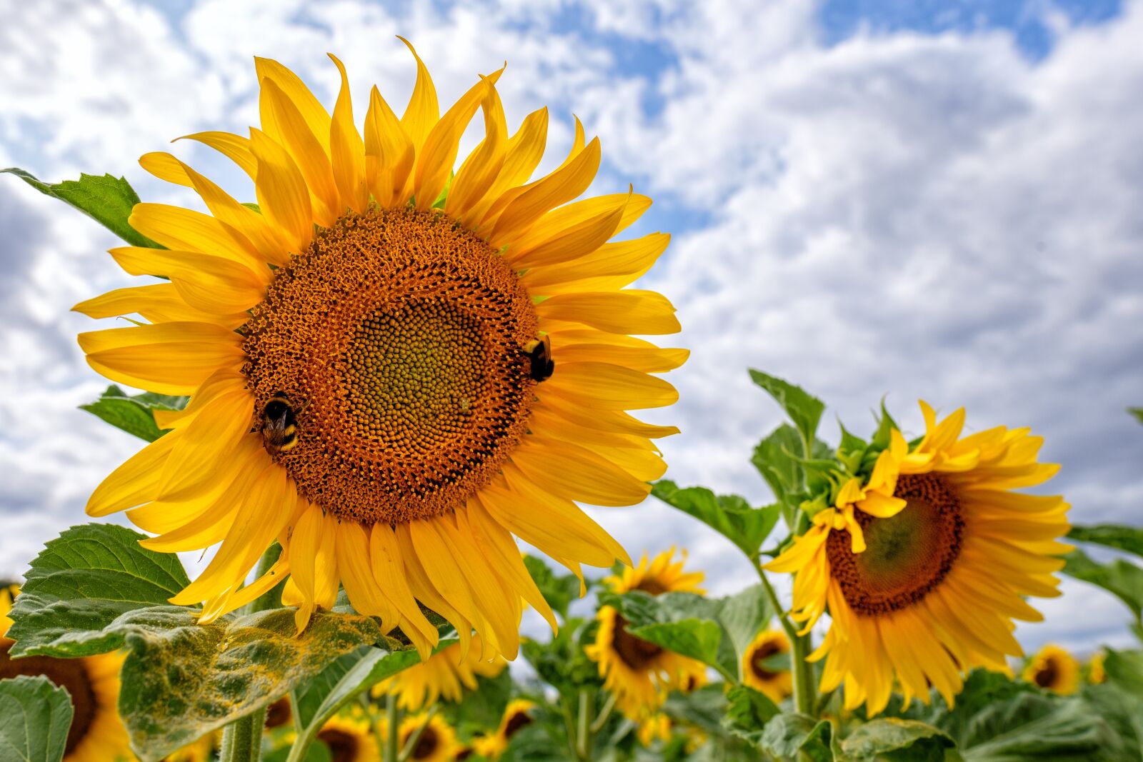 Fujifilm X-T2 + Fujifilm XF 16mm F1.4 R WR sample photo. Sunflower, flowers, summer photography