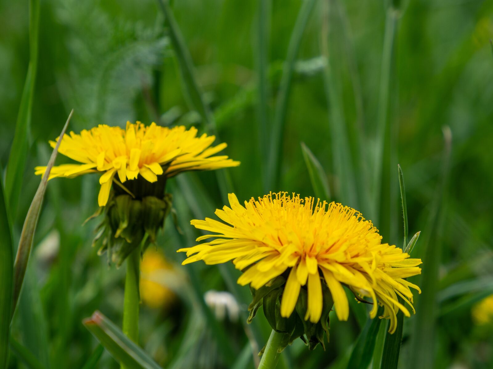 Olympus OM-D E-M10 III sample photo. Dandelion, flower, spring photography