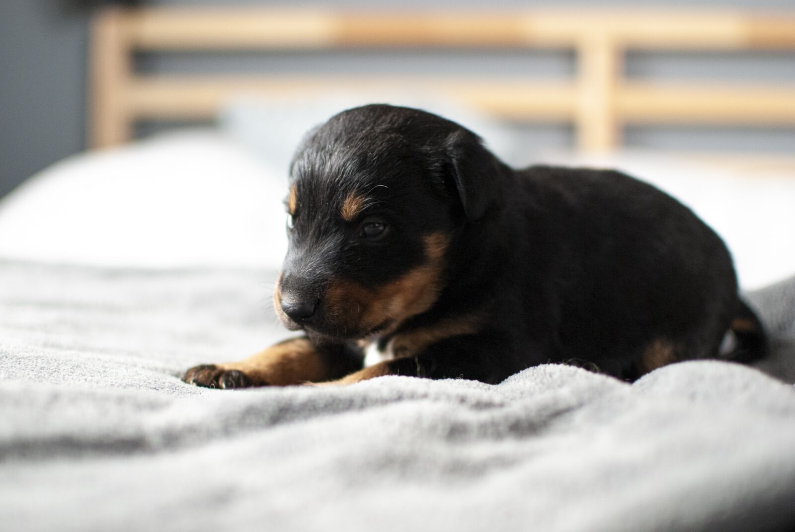 Nikon D60 sample photo. Puppy, dog, small photography