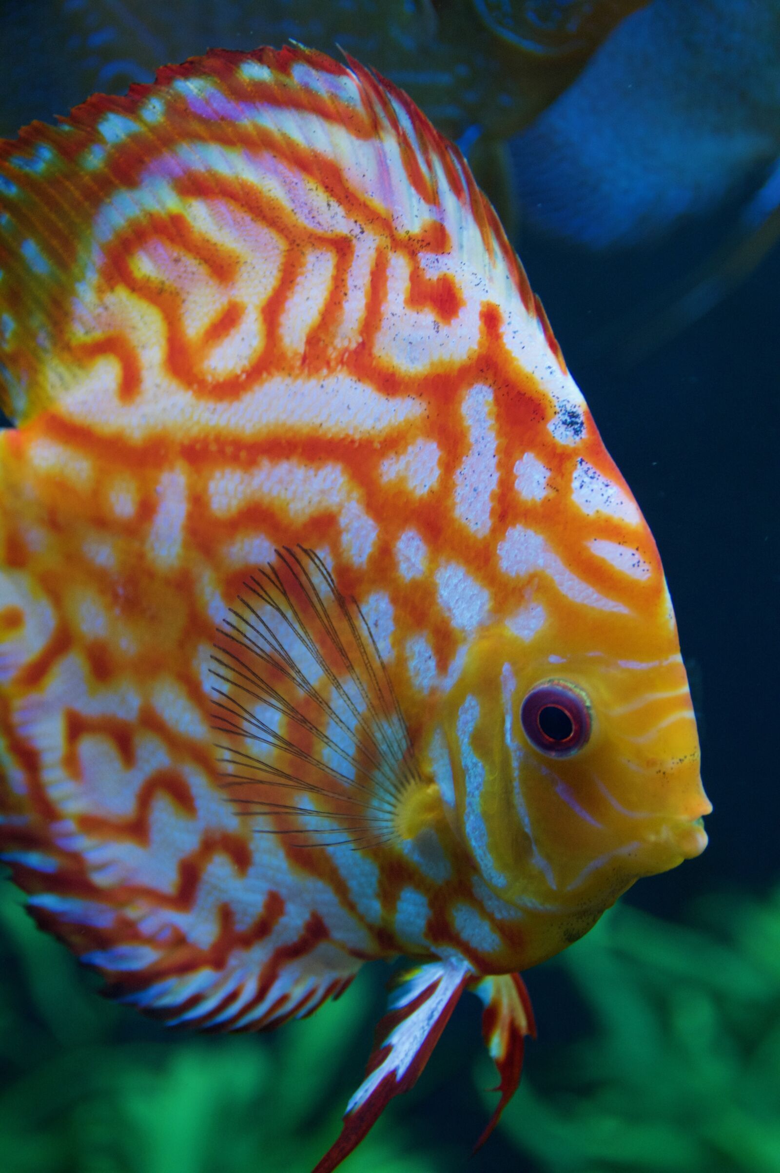 Nikon D3200 sample photo. Fish, aquarium, tropical photography
