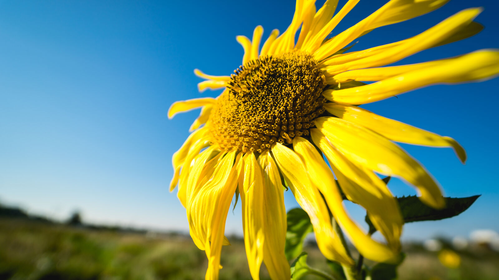 E 14mm F2.8 sample photo. Blue, blue, skies, clear photography