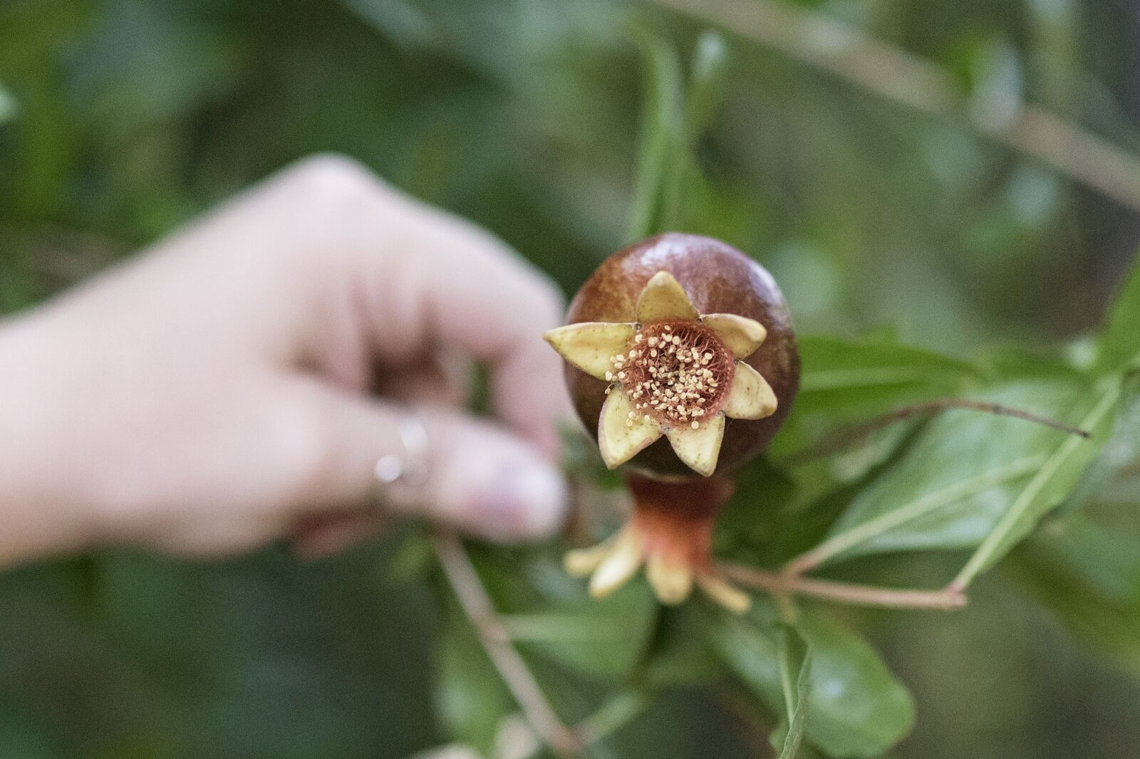 Nikon D750 sample photo. Pomegranate, plants, plant photography