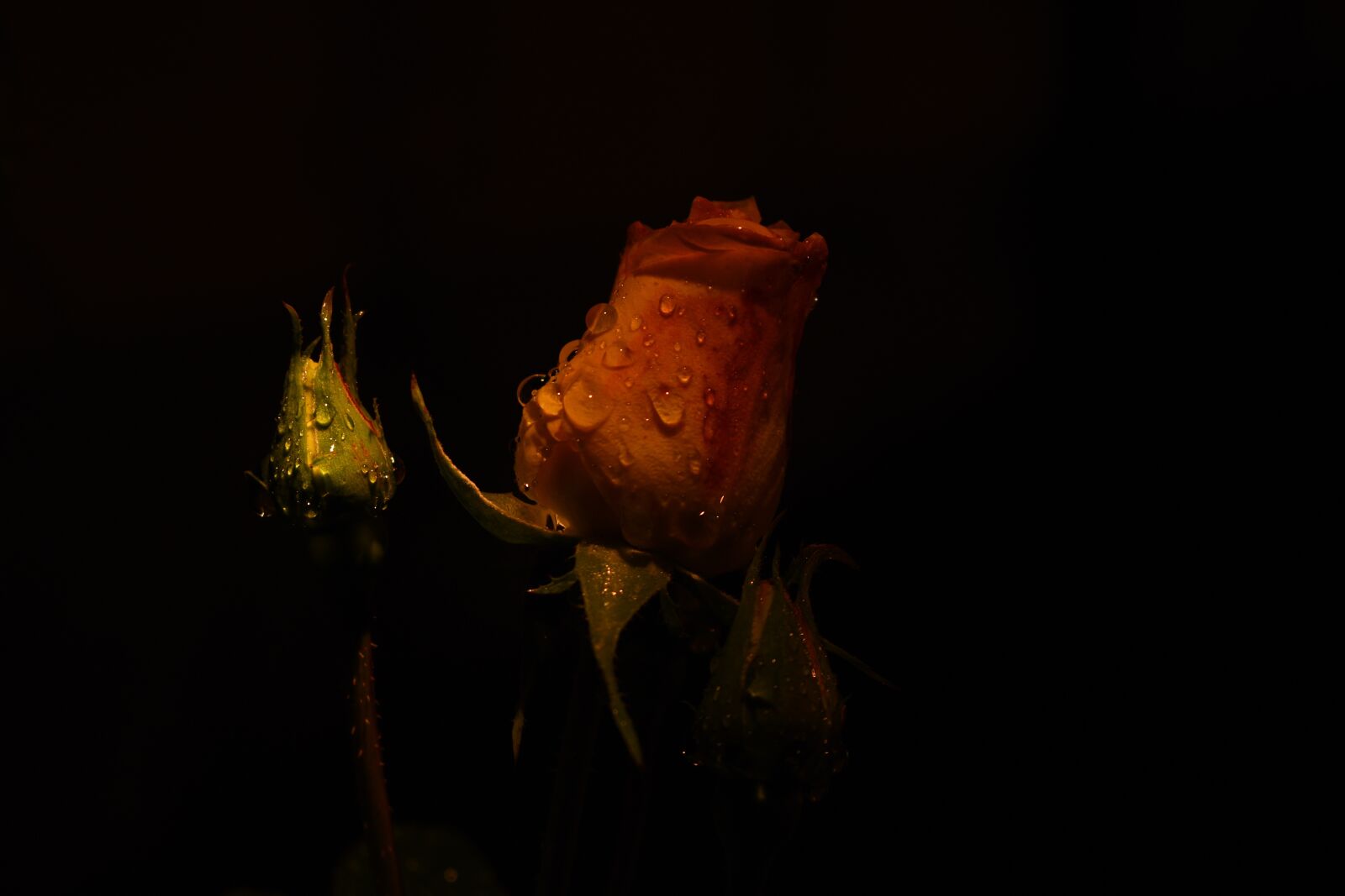 Nikon D3400 sample photo. Flower, flowers, garden photography