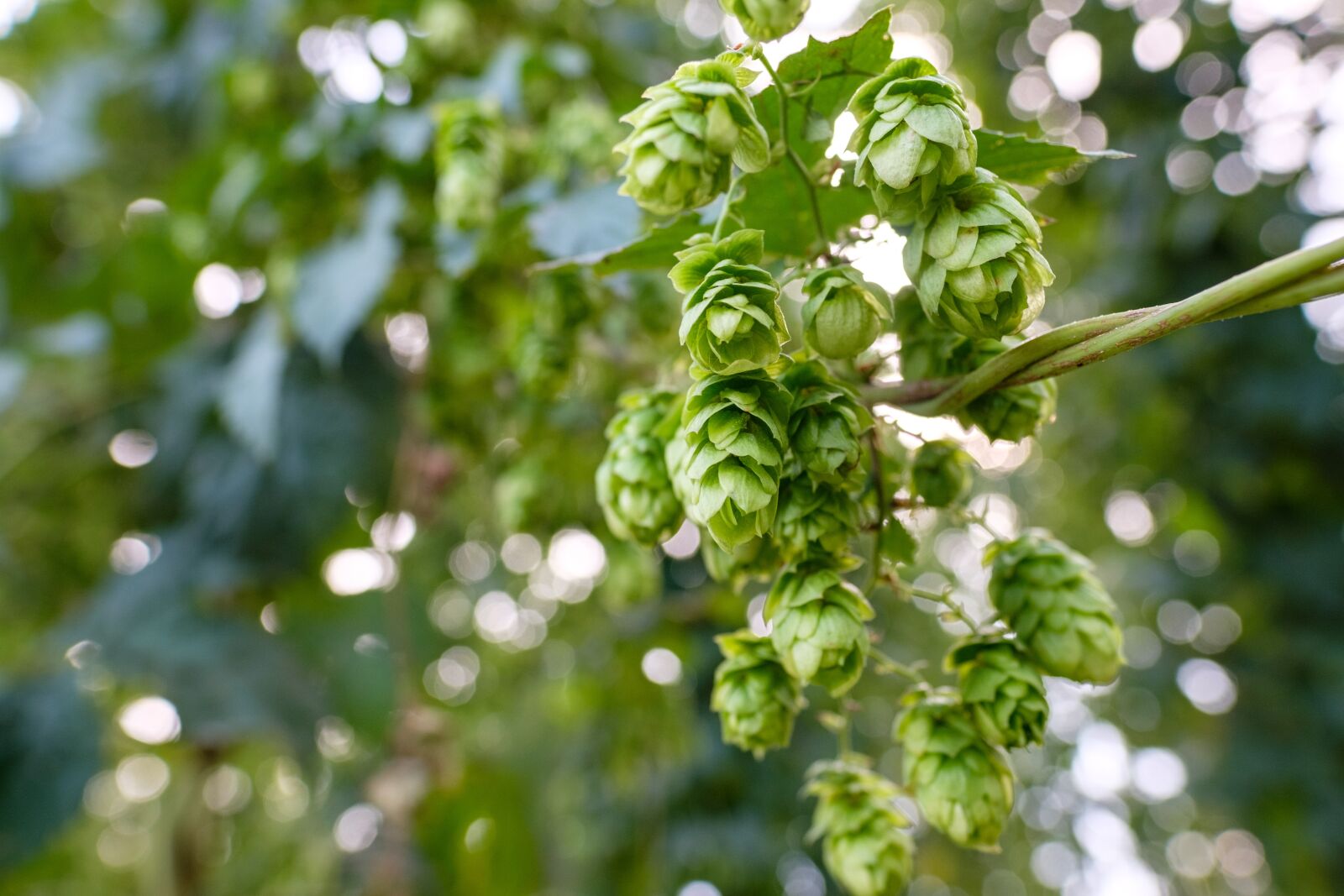 Fujifilm X-T2 + Fujifilm XF 16mm F1.4 R WR sample photo. Hops, spice, würzhopfen photography