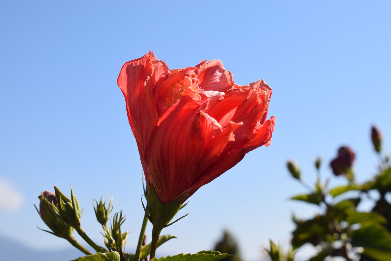 Nikon D3300 sample photo. Flower, garden, plant photography