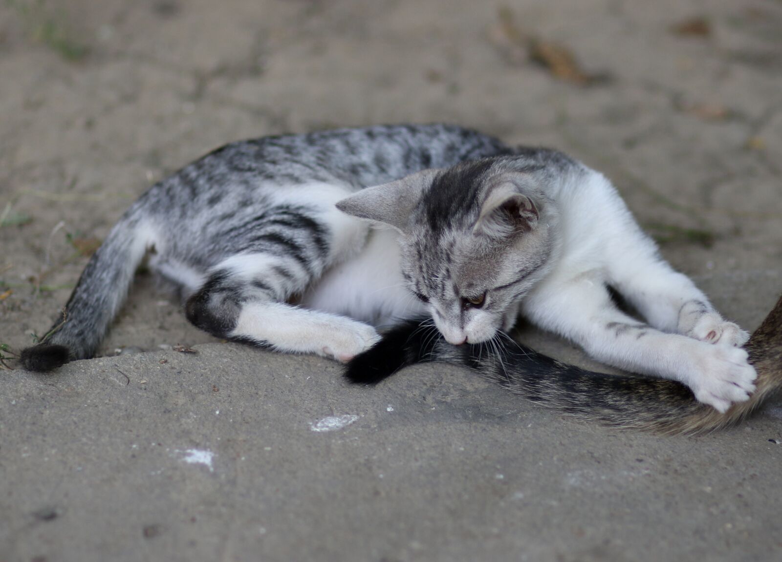 Canon EF 85mm F1.8 USM sample photo. Cat, play, animals photography