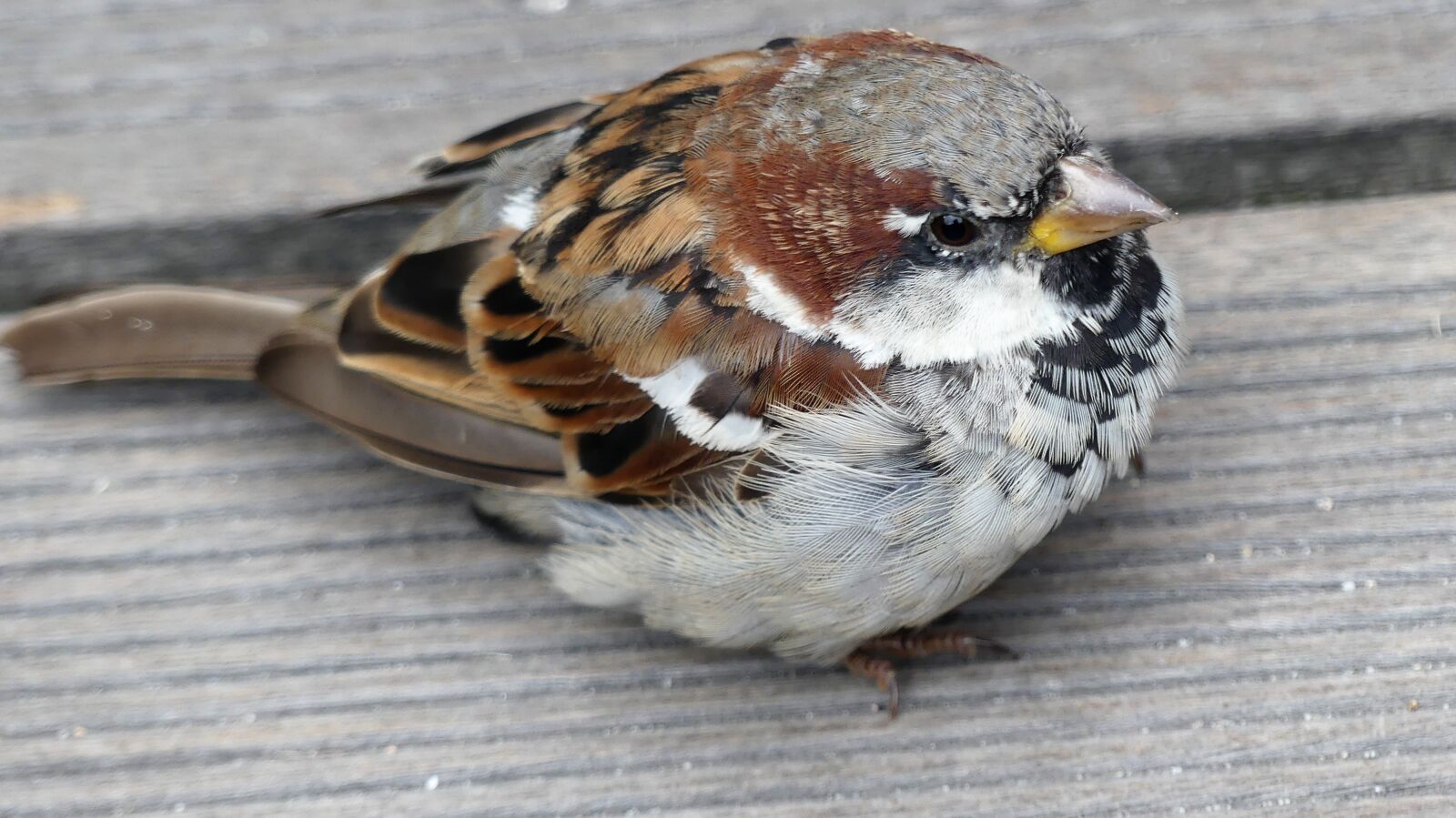 Panasonic Lumix DMC-FZ300 sample photo. Sparrow, bird, sperling photography