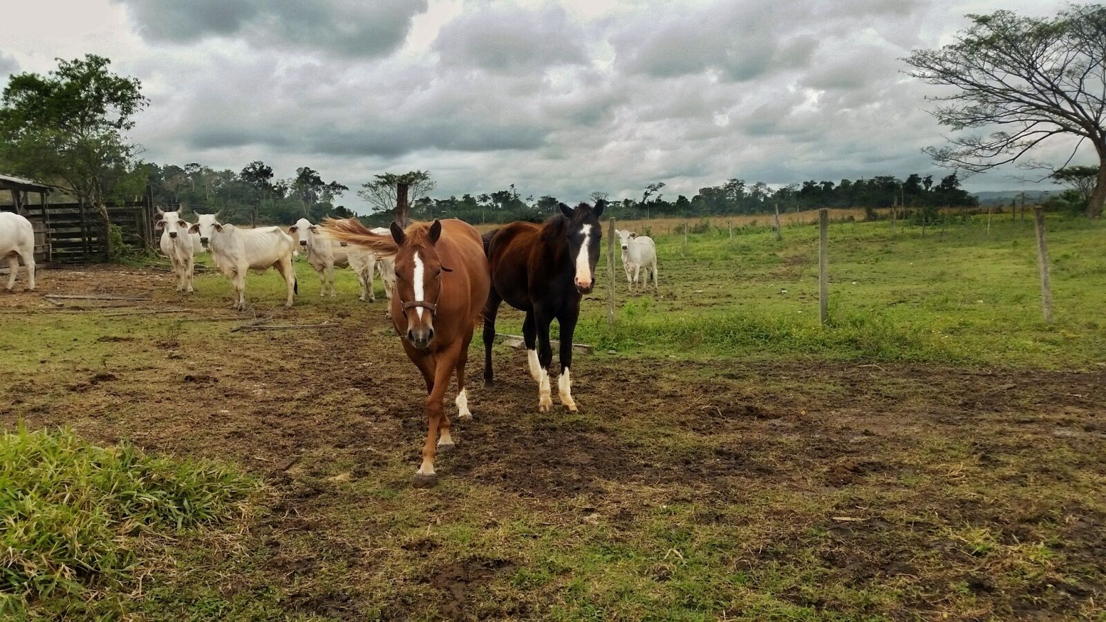 Samsung Galaxy S5 sample photo. Horse, quarter horse, cloudy photography