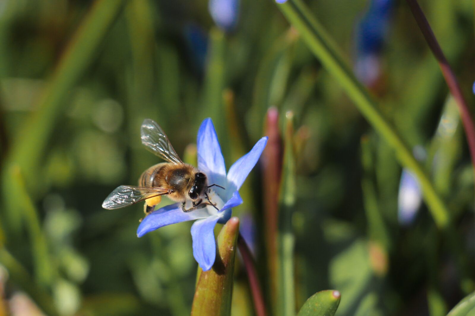 Canon EOS 700D (EOS Rebel T5i / EOS Kiss X7i) sample photo. Nature, insect, summer photography
