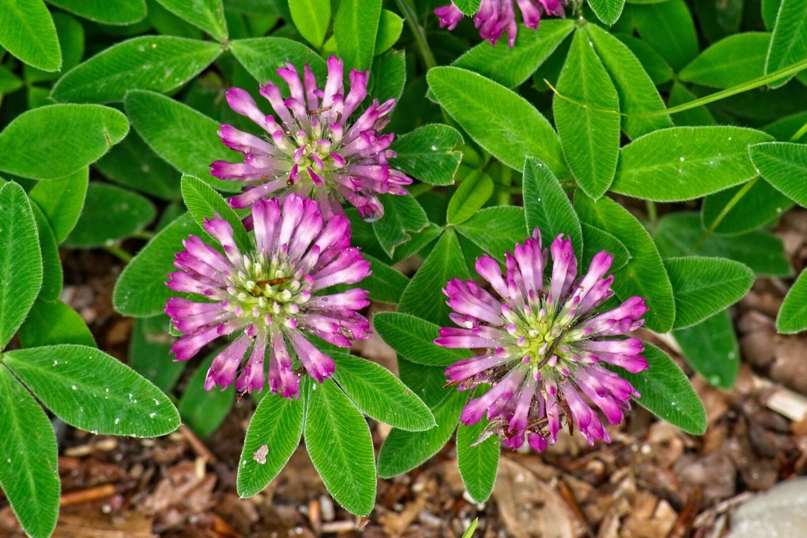 Nikon D7100 sample photo. Klee, medium clover, trifolium photography