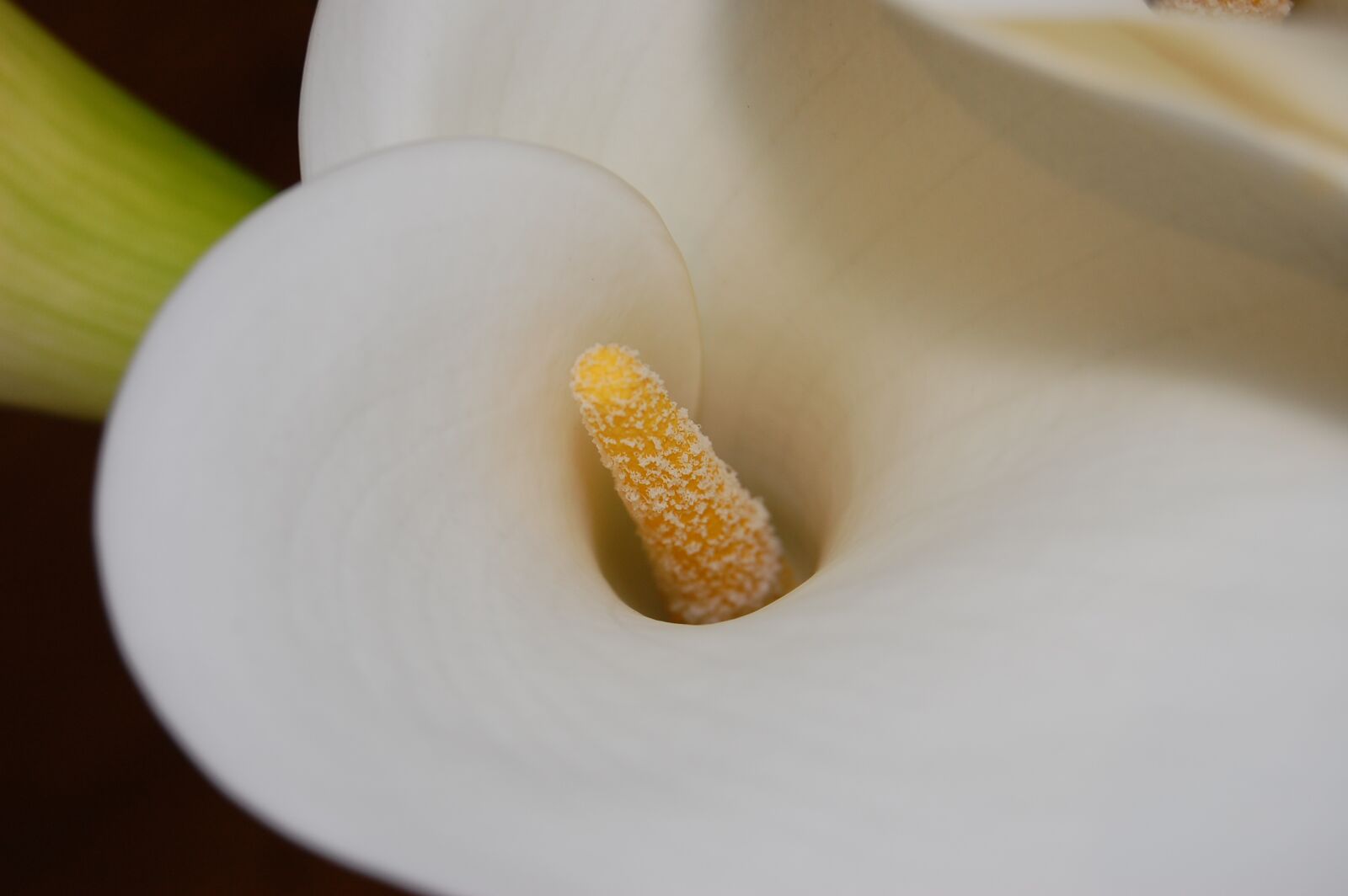 Nikon D40 sample photo. Close up, macro, peace photography