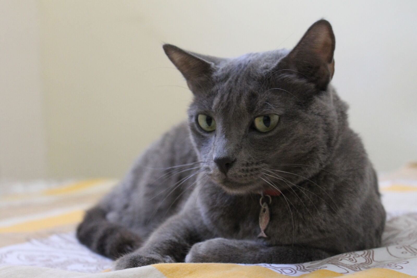Canon EOS 1100D (EOS Rebel T3 / EOS Kiss X50) sample photo. Gata, grey, pet photography
