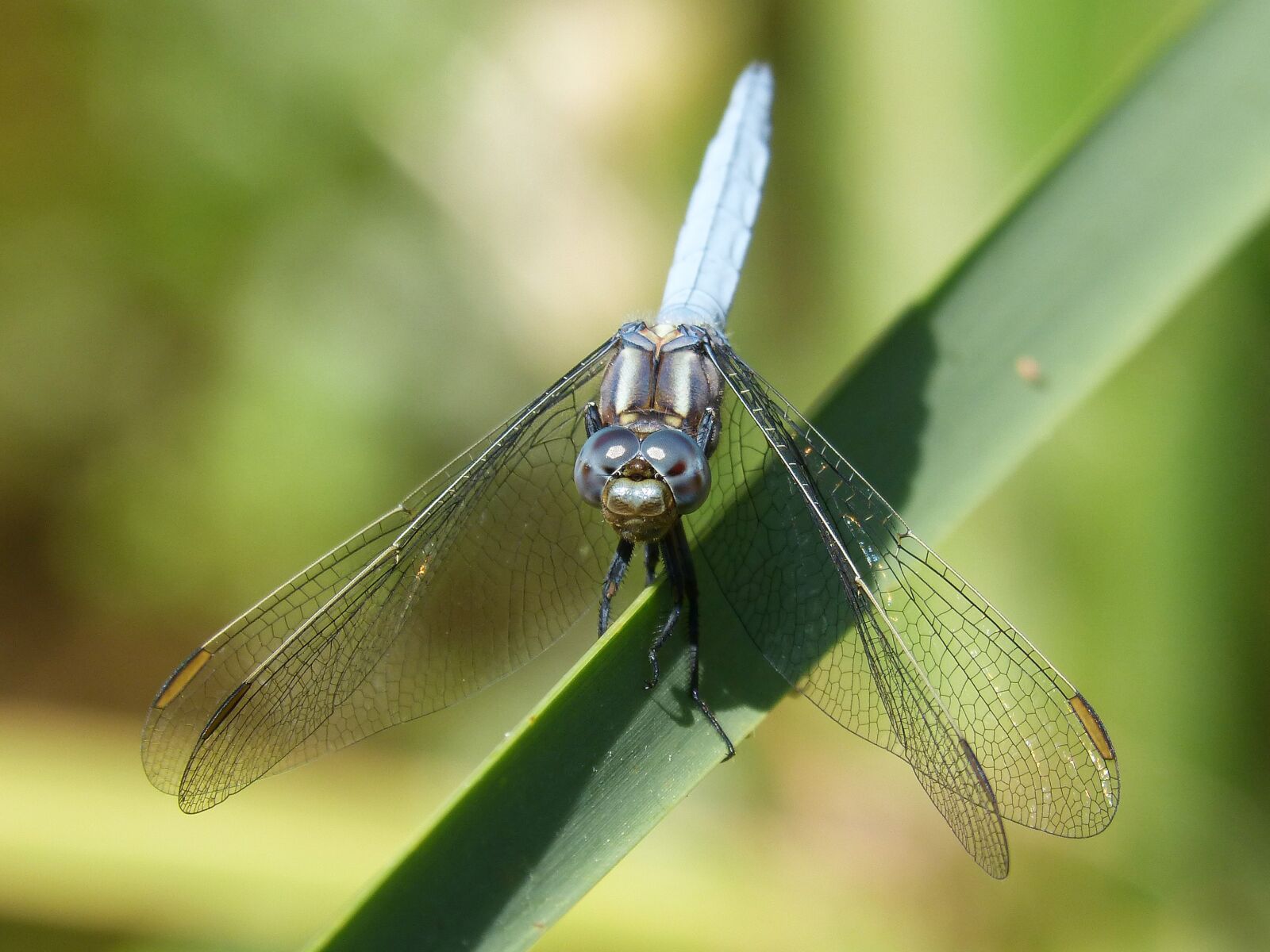 Panasonic DMC-FZ62 sample photo. Blue dragonfly, detail, beauty photography