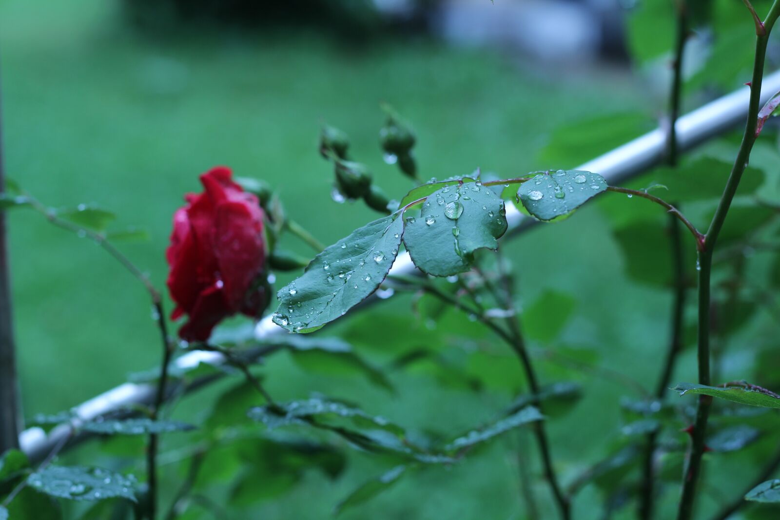 Canon EOS 600D (Rebel EOS T3i / EOS Kiss X5) + Canon EF 50mm F1.8 II sample photo. Rose, rain, drip photography