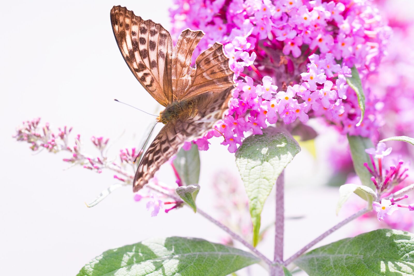 Nikon D7100 sample photo. Butterfly, fritillary, edelfalter photography