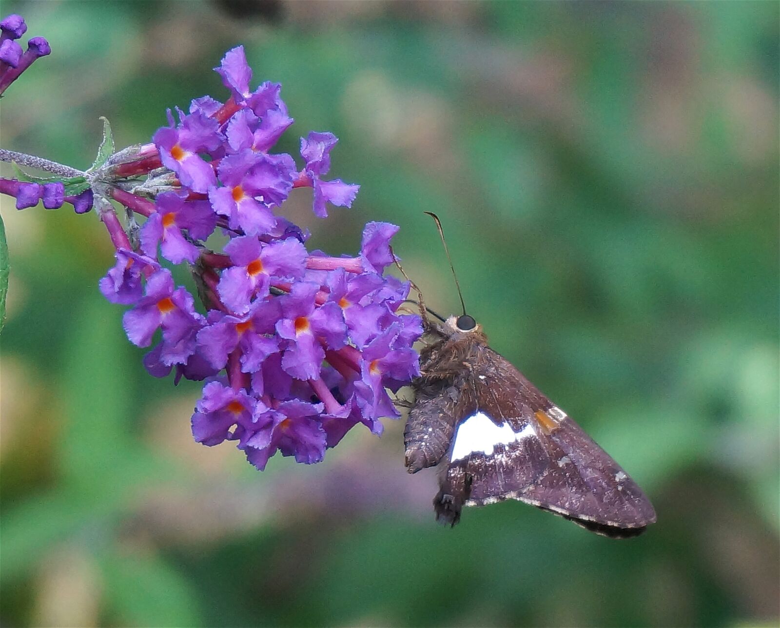 Sony Alpha NEX-5T sample photo. Silver-spotted skipper, butterfly, butterfly photography