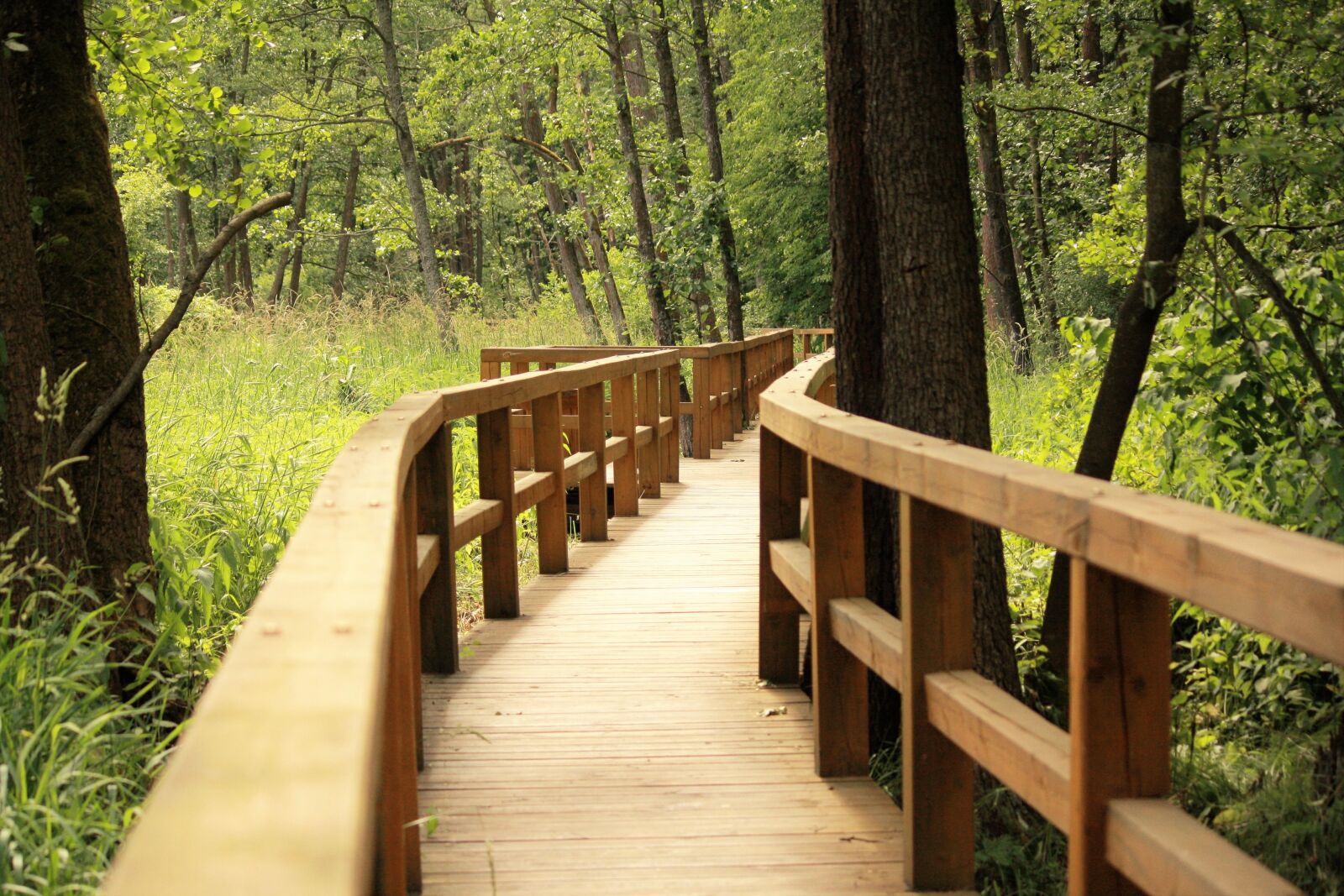 Canon EOS 1000D (EOS Digital Rebel XS / EOS Kiss F) sample photo. Forest, the path, bridge photography