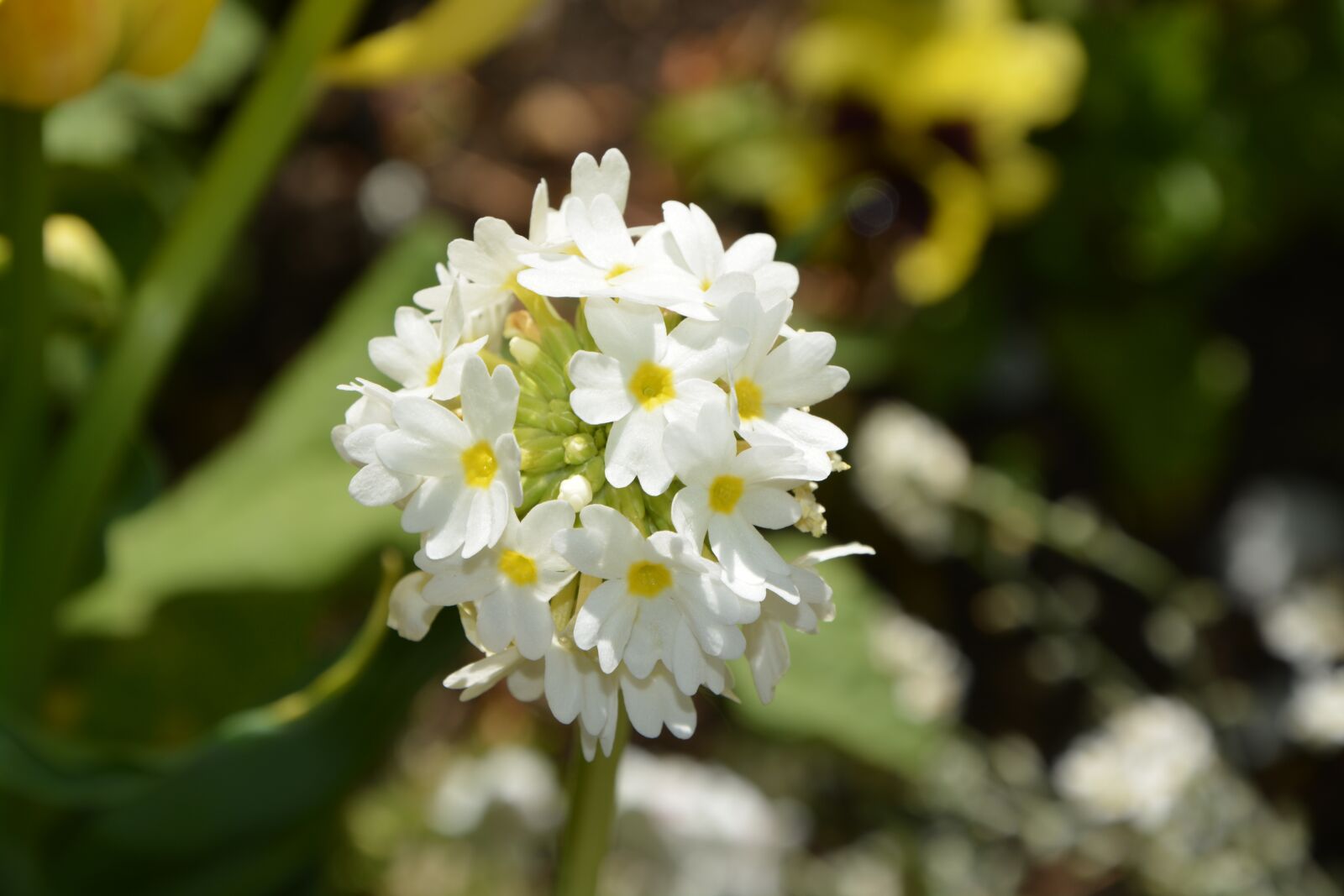 Nikon D5200 sample photo. White flower, nature, bouquet photography