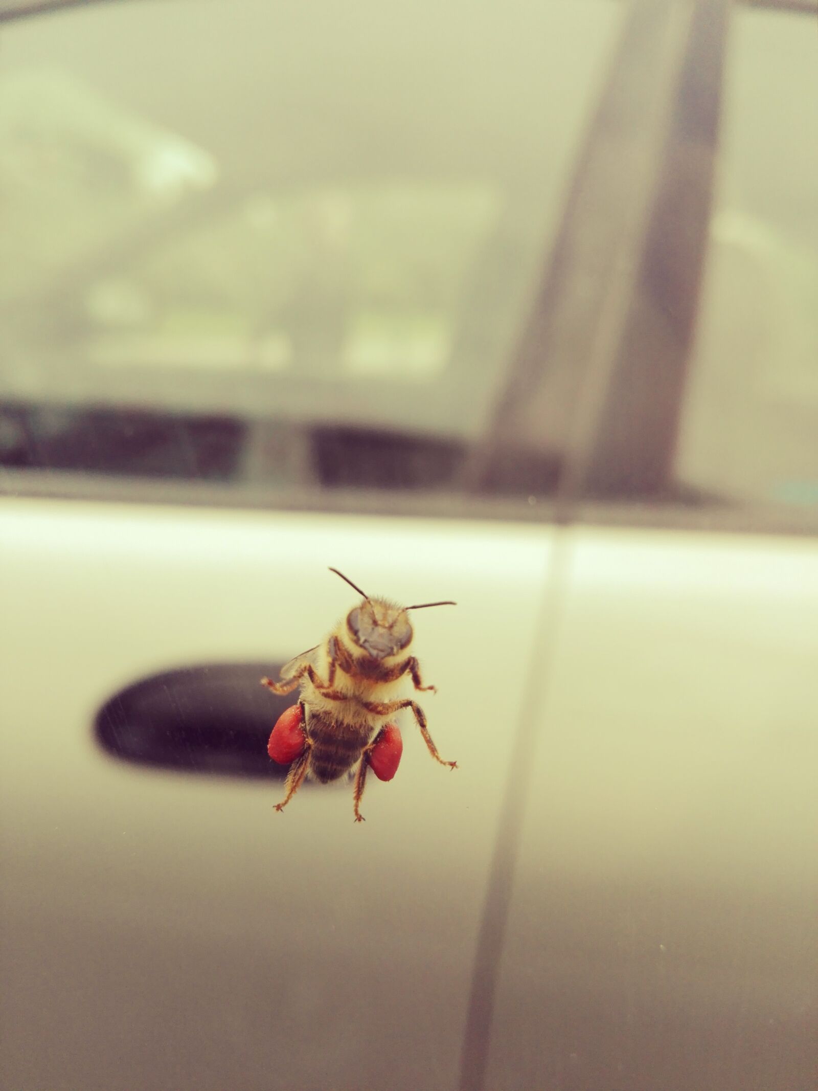 HUAWEI P8 Lite sample photo. Bee, summer, nature photography