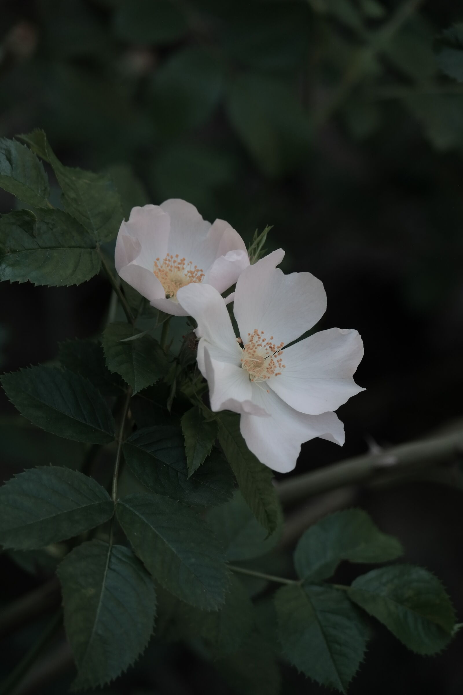 Samsung NX300 sample photo