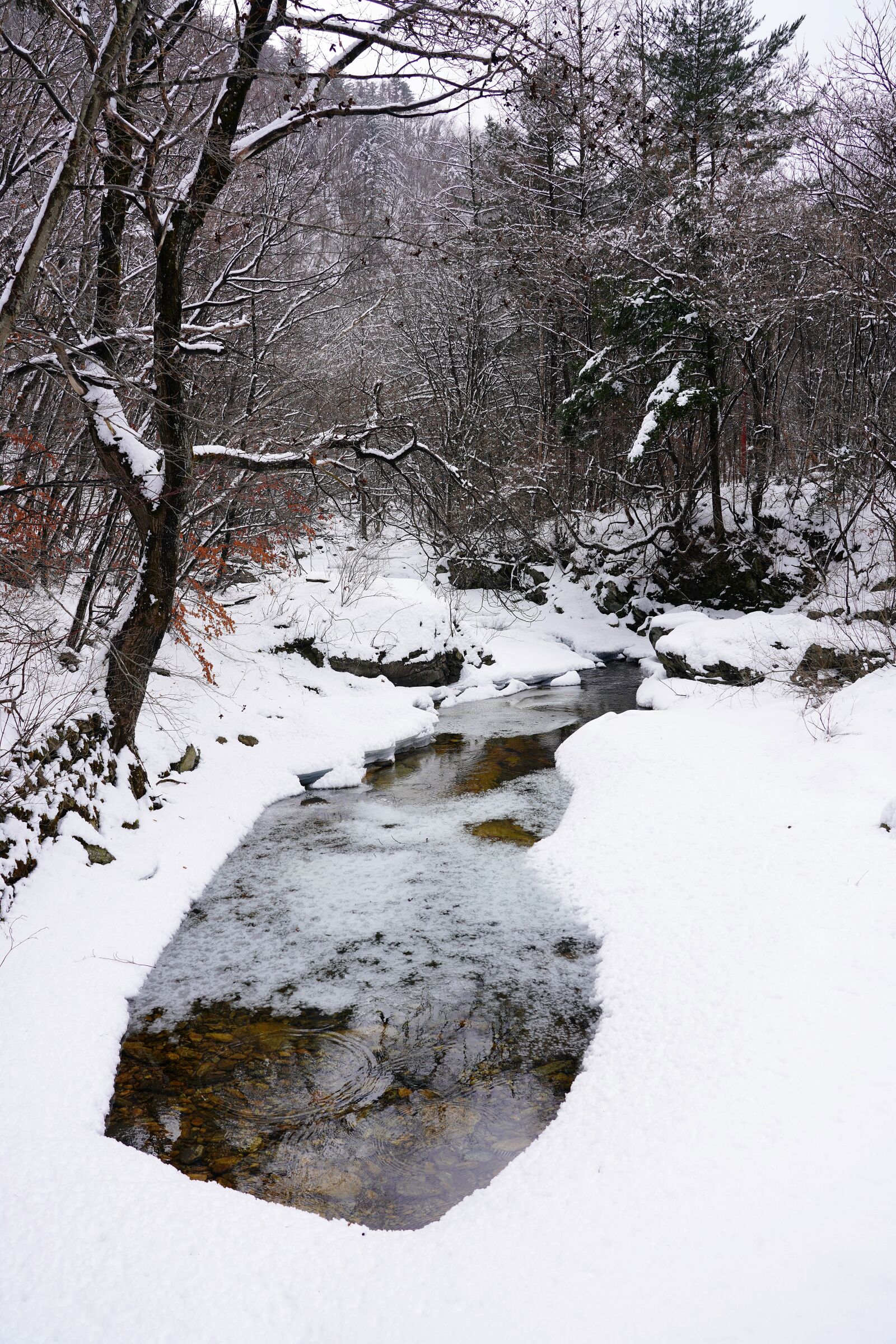 Sony FE 24-105mm F4 G OSS sample photo. Snow, winter, pine photography