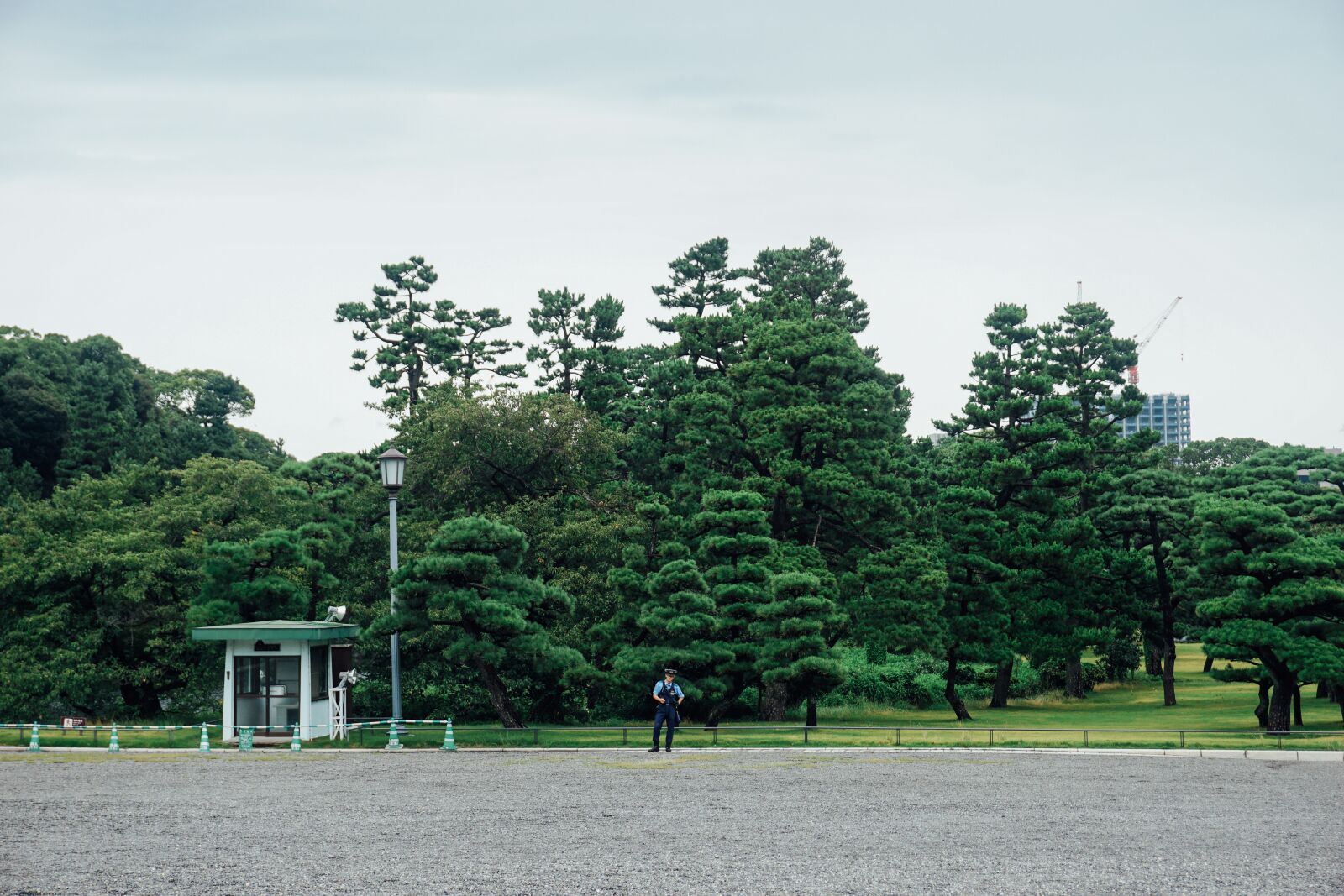 Sony a6000 sample photo. Japan, green, tree photography