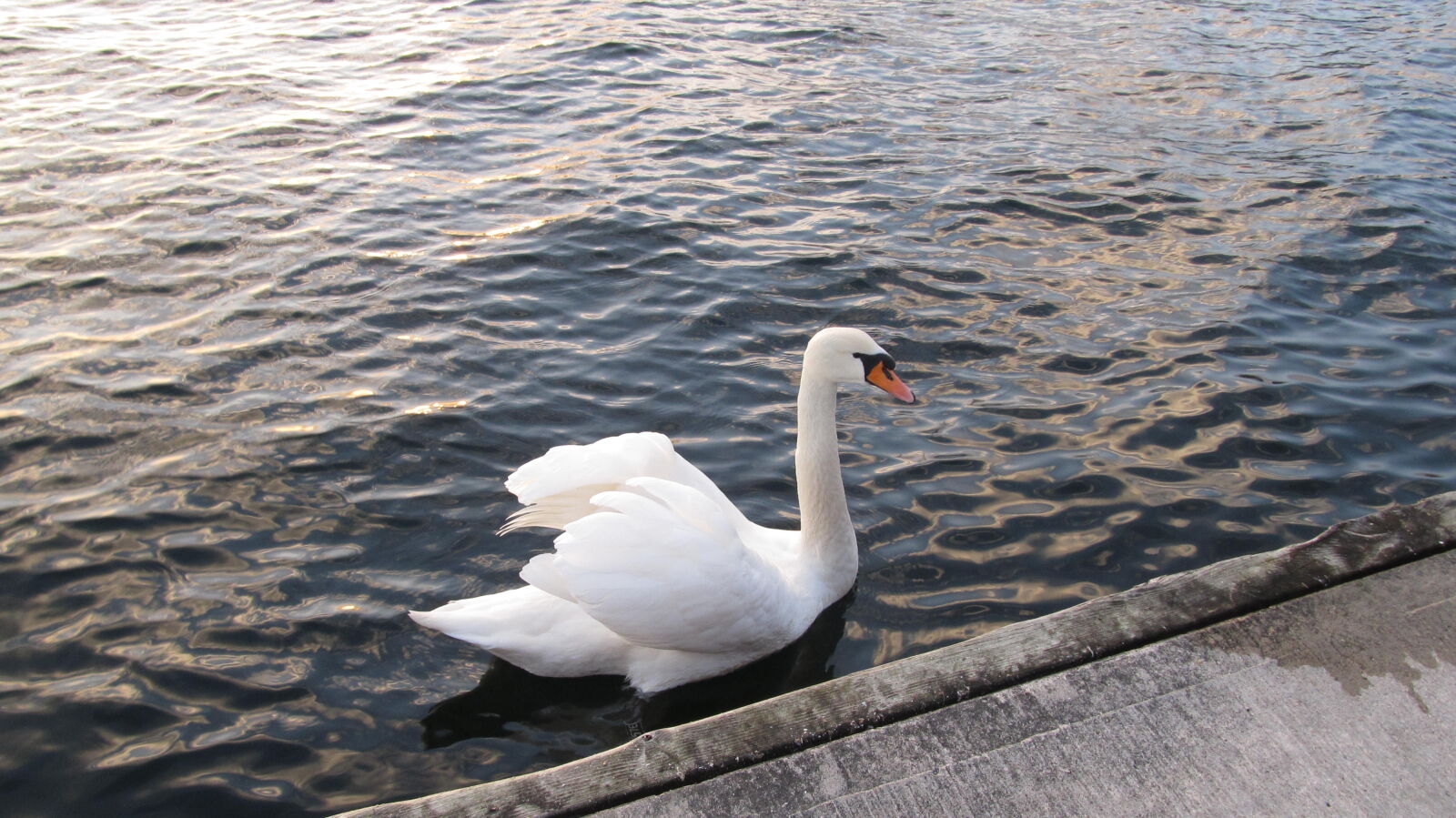 Canon PowerShot SX130 IS sample photo. Bird, nature, sea, swan photography