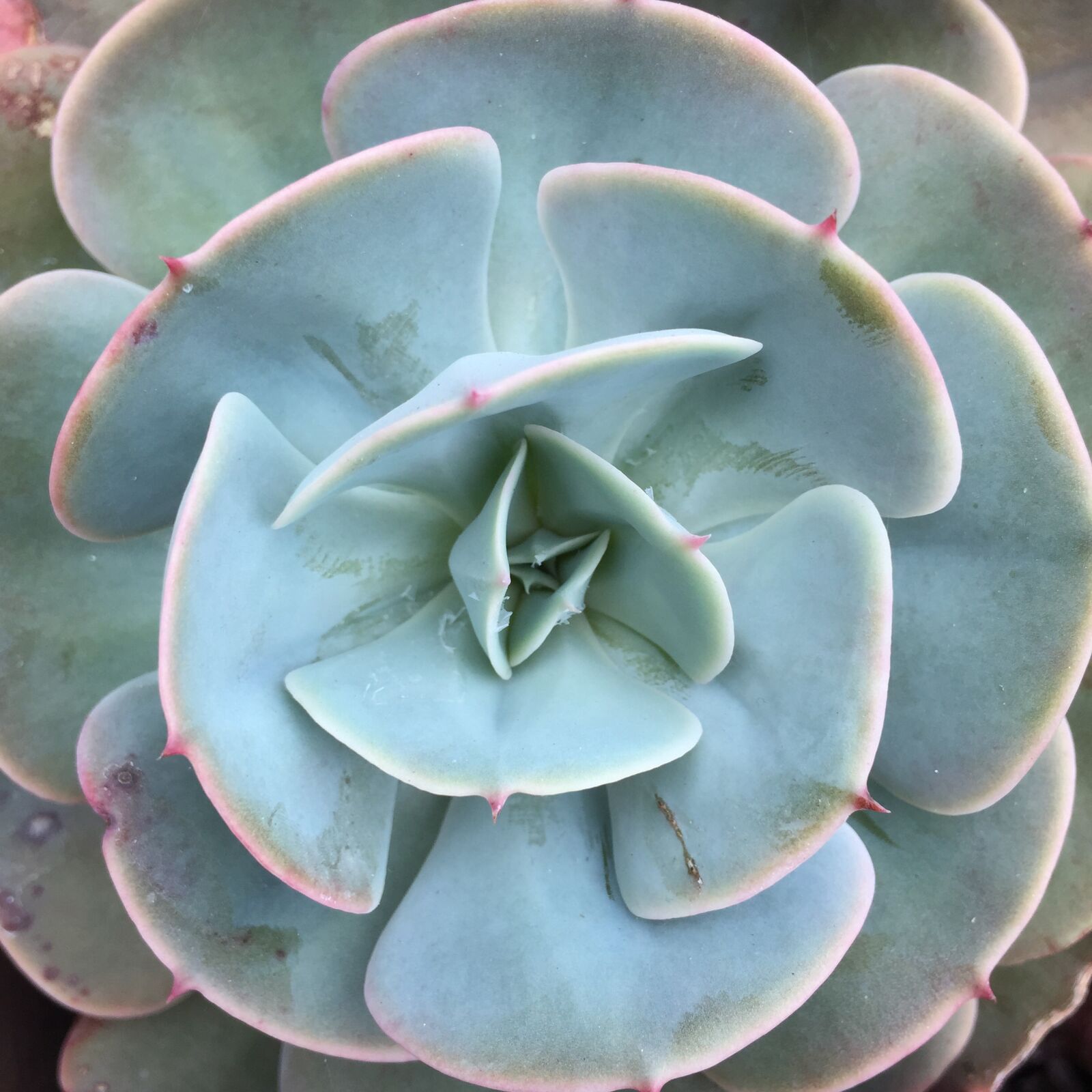 Apple iPhone 6 sample photo. Succulent, plant, nature photography
