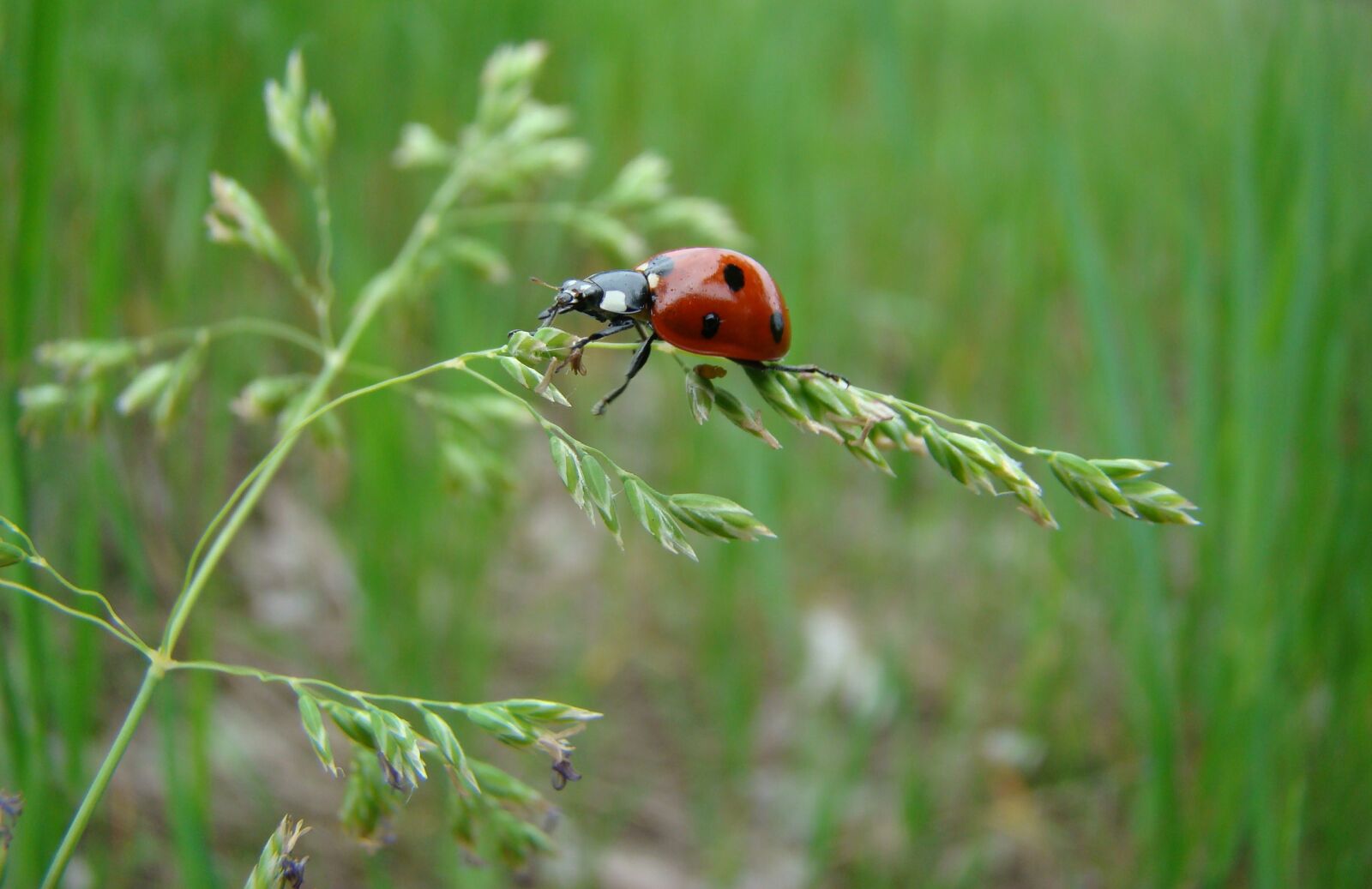 Canon EOS 600D (Rebel EOS T3i / EOS Kiss X5) sample photo. Macro, summer, insect photography