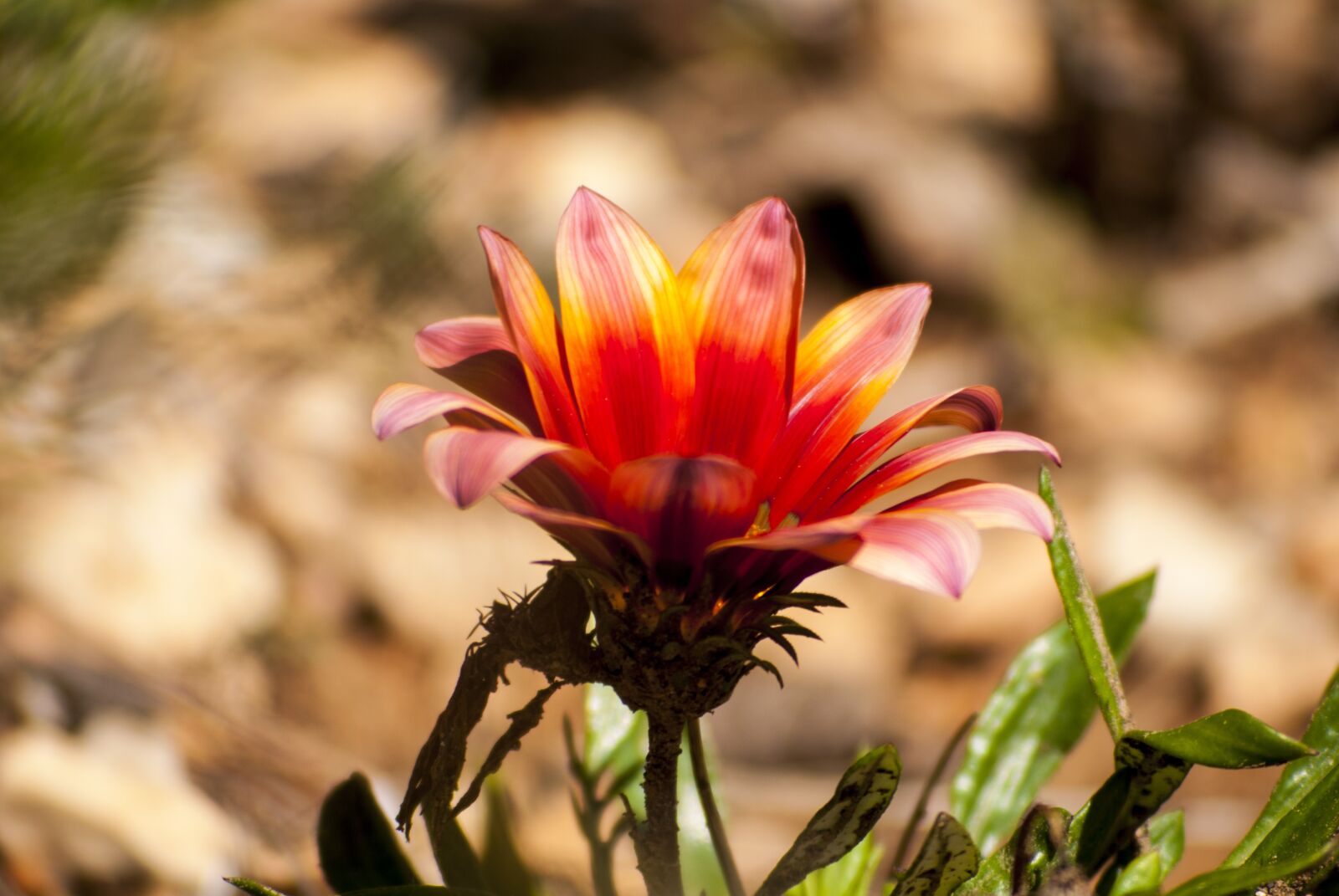 Nikon D60 sample photo. Flower, orange, flowers oranges photography