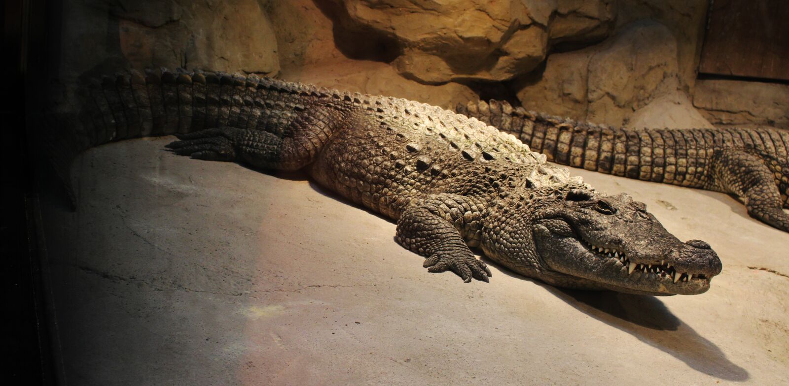 Canon EOS 100D (EOS Rebel SL1 / EOS Kiss X7) sample photo. Armor, crocodile, leather shoes photography