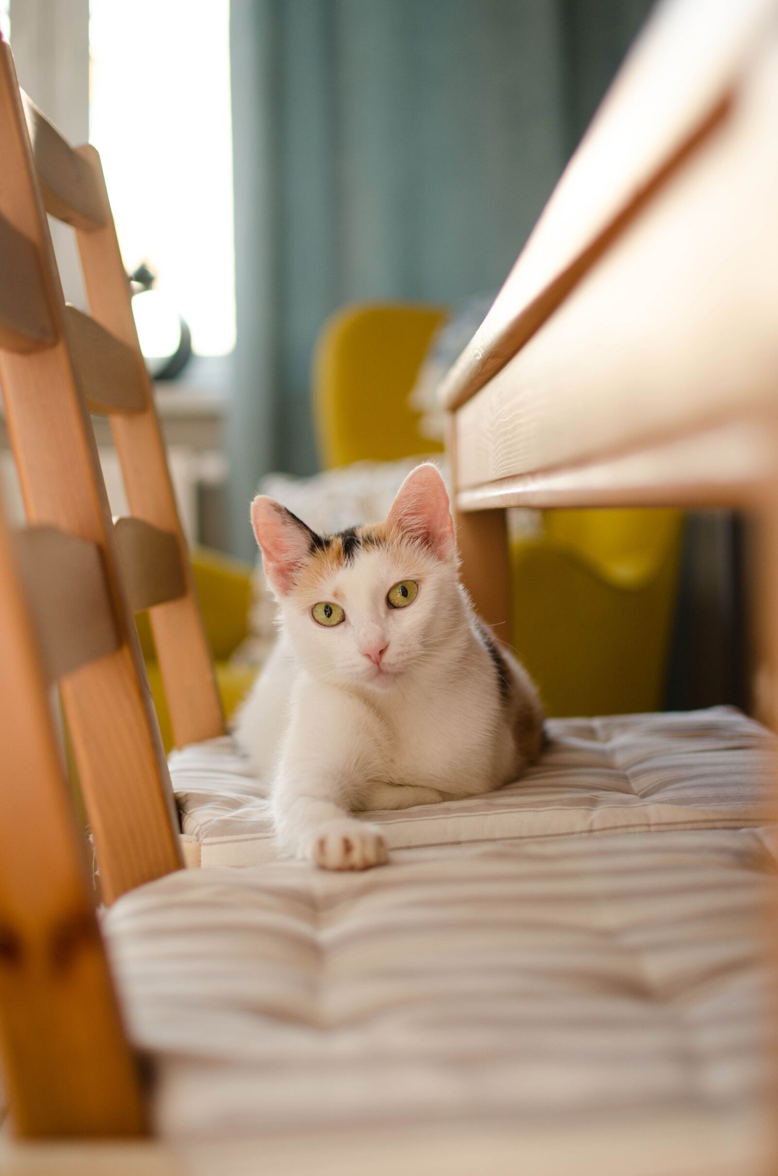 Nikon D7000 sample photo. Cat, relaxation, pet photography