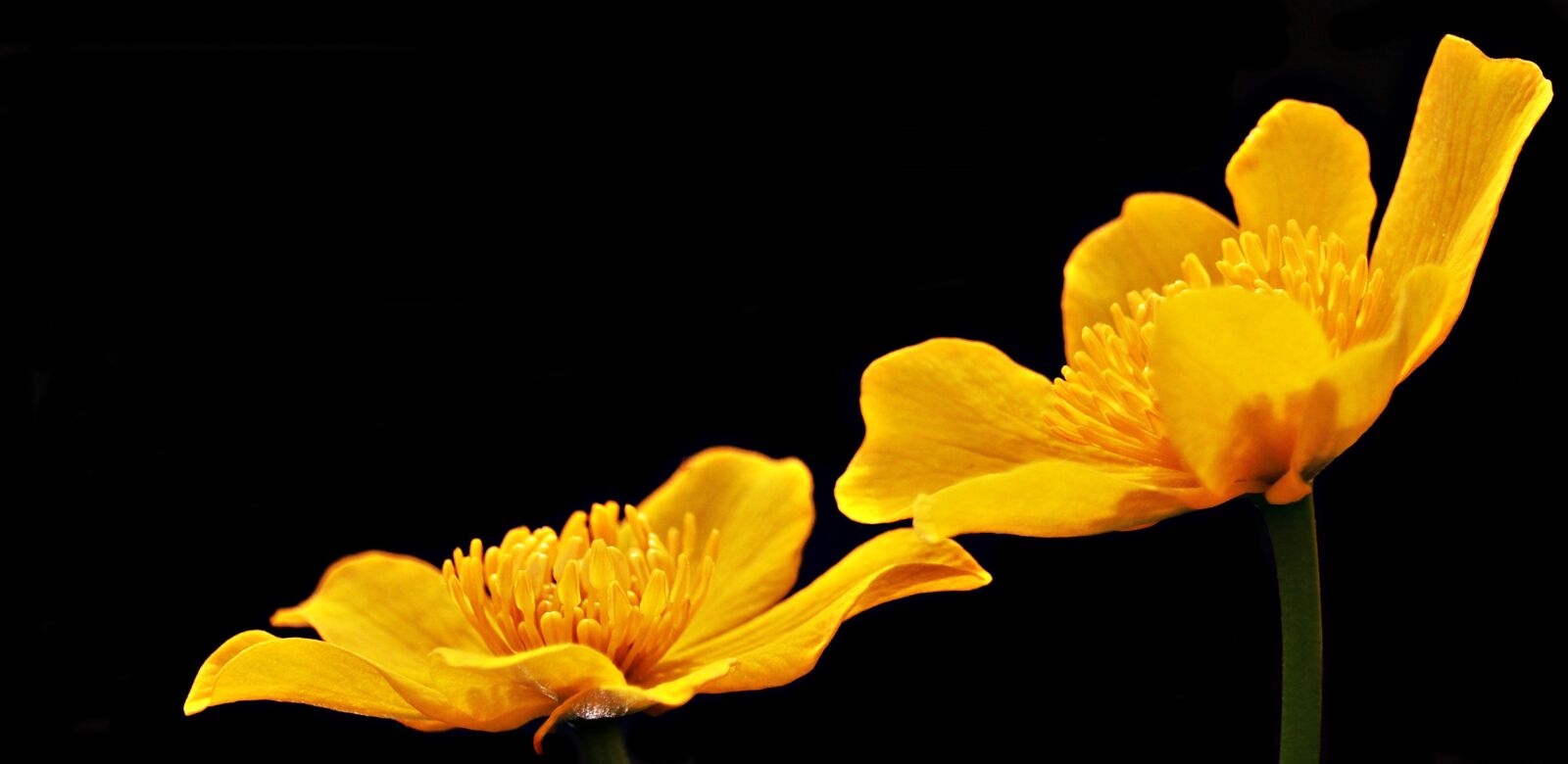 Canon EOS 80D sample photo. Celandine, feigwurz, ficaria verna photography