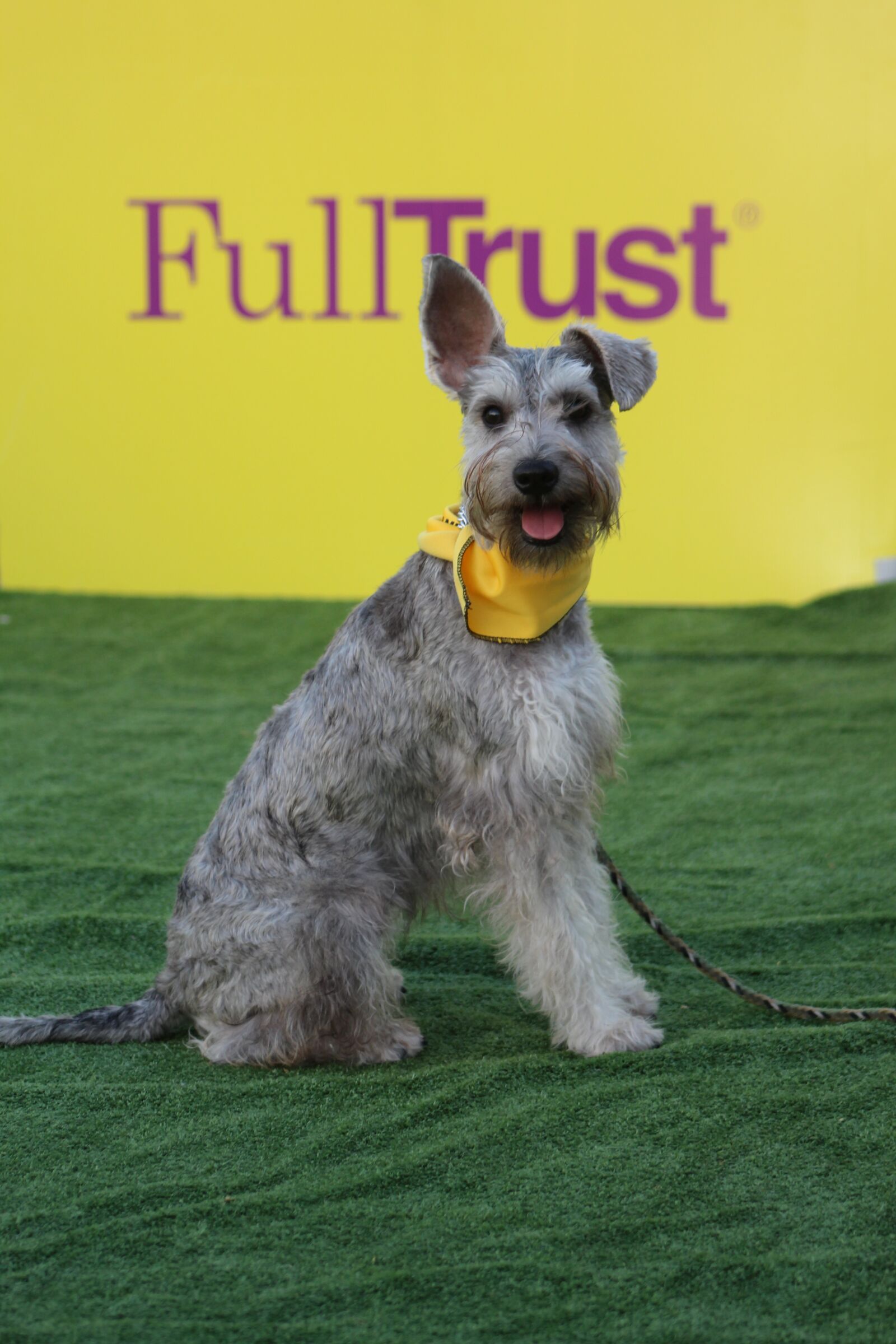 Canon EOS 1300D (EOS Rebel T6 / EOS Kiss X80) + Canon EF75-300mm f/4-5.6 sample photo. Schnauzer, dog, dog competition photography