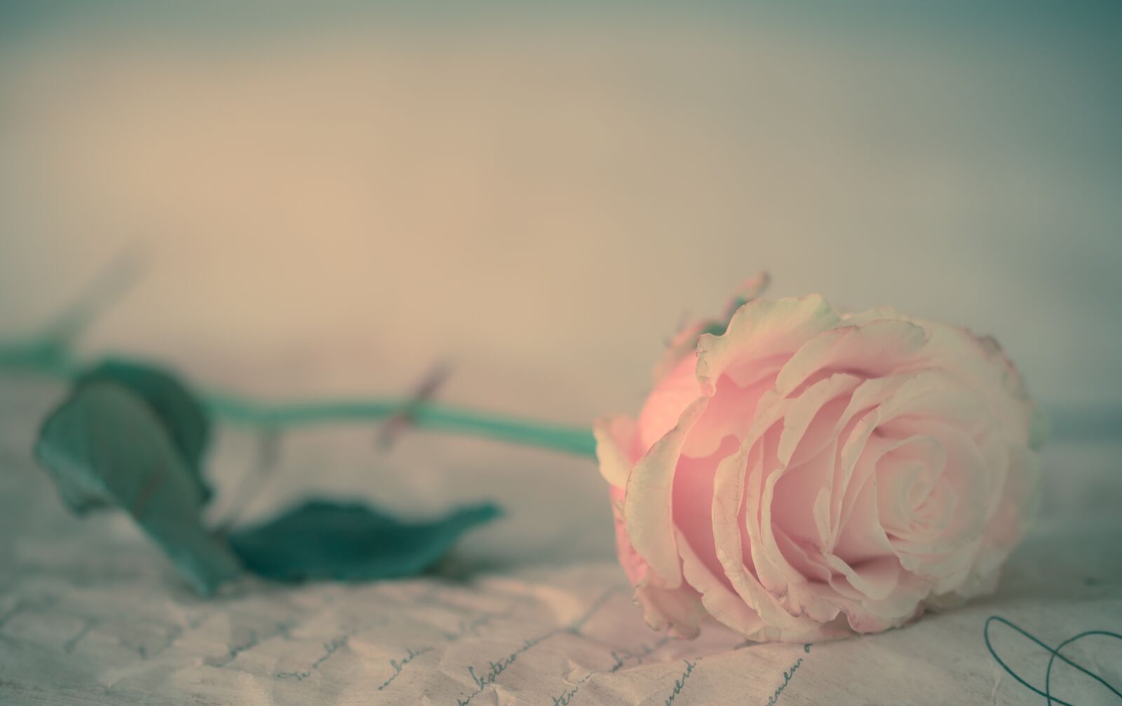 Sony SLT-A58 + 105mm F2.8 sample photo. Rose, flower, pink rose photography