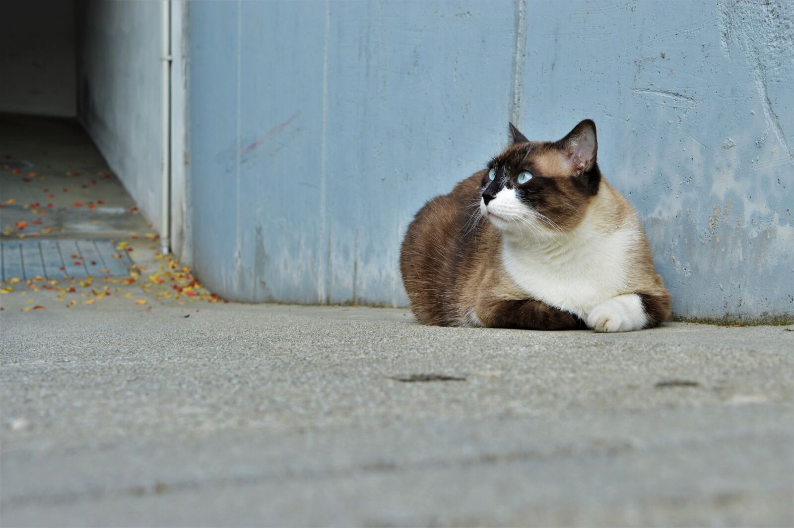 Nikon D3200 sample photo. Cat, adorable, animal photography