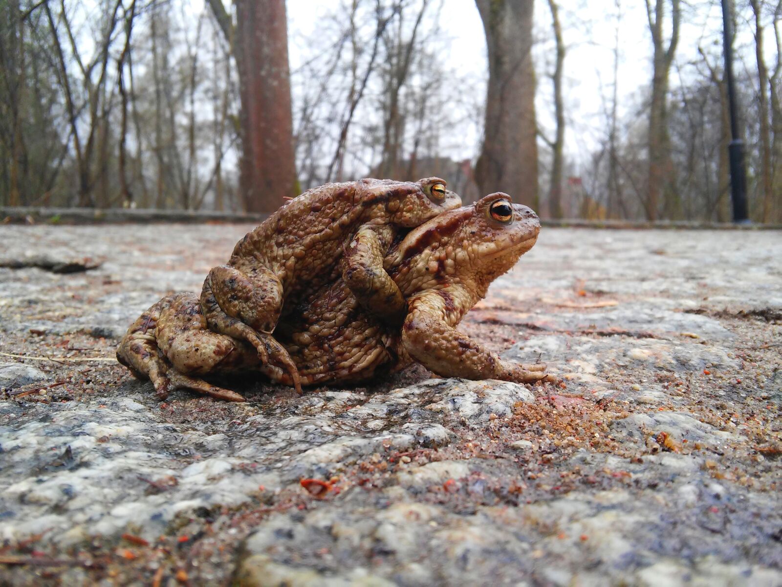 LG G3 S sample photo. Ampleksus, amphibians, a toad photography