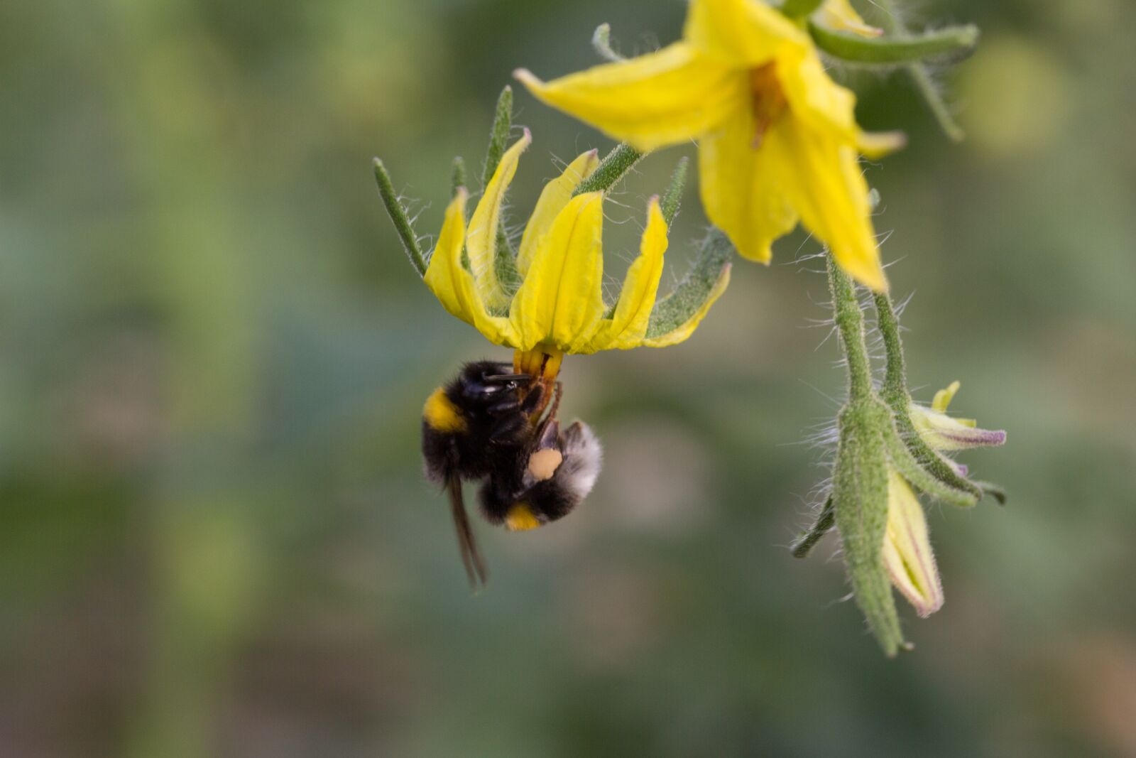 Canon EF-S 60mm F2.8 Macro USM sample photo. Bumblebee, pollinating, flower photography