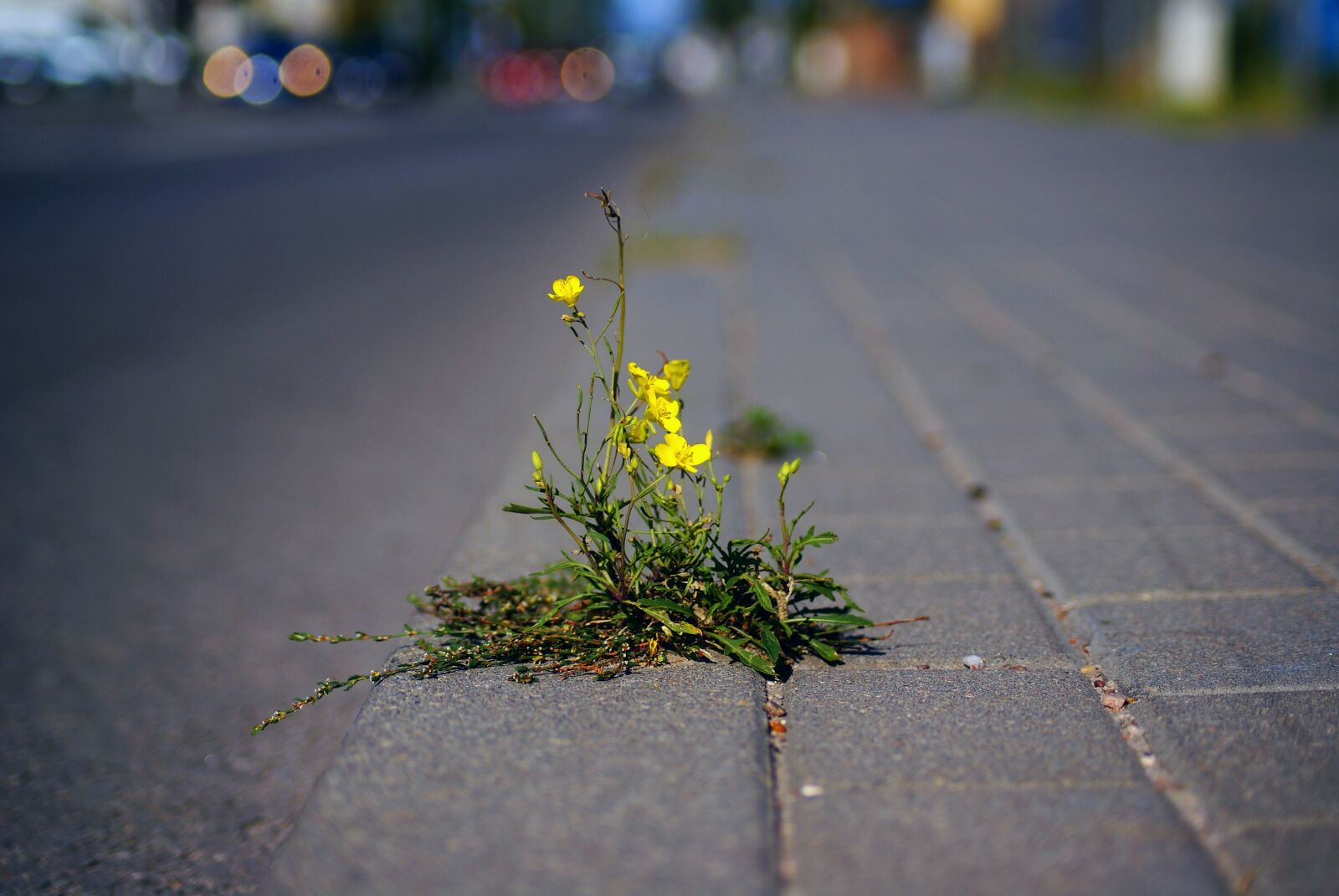 Sony Alpha DSLR-A300 sample photo. Mustard, weed, plant pioneer photography