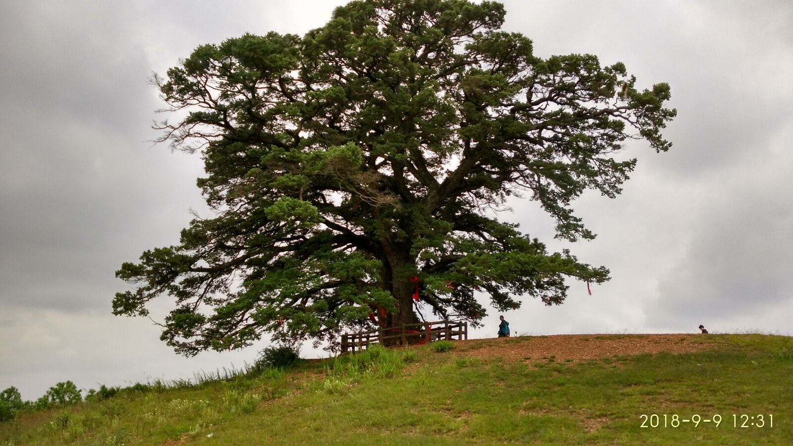 Xiaomi MI4 sample photo. Tree, big tree, kunming photography